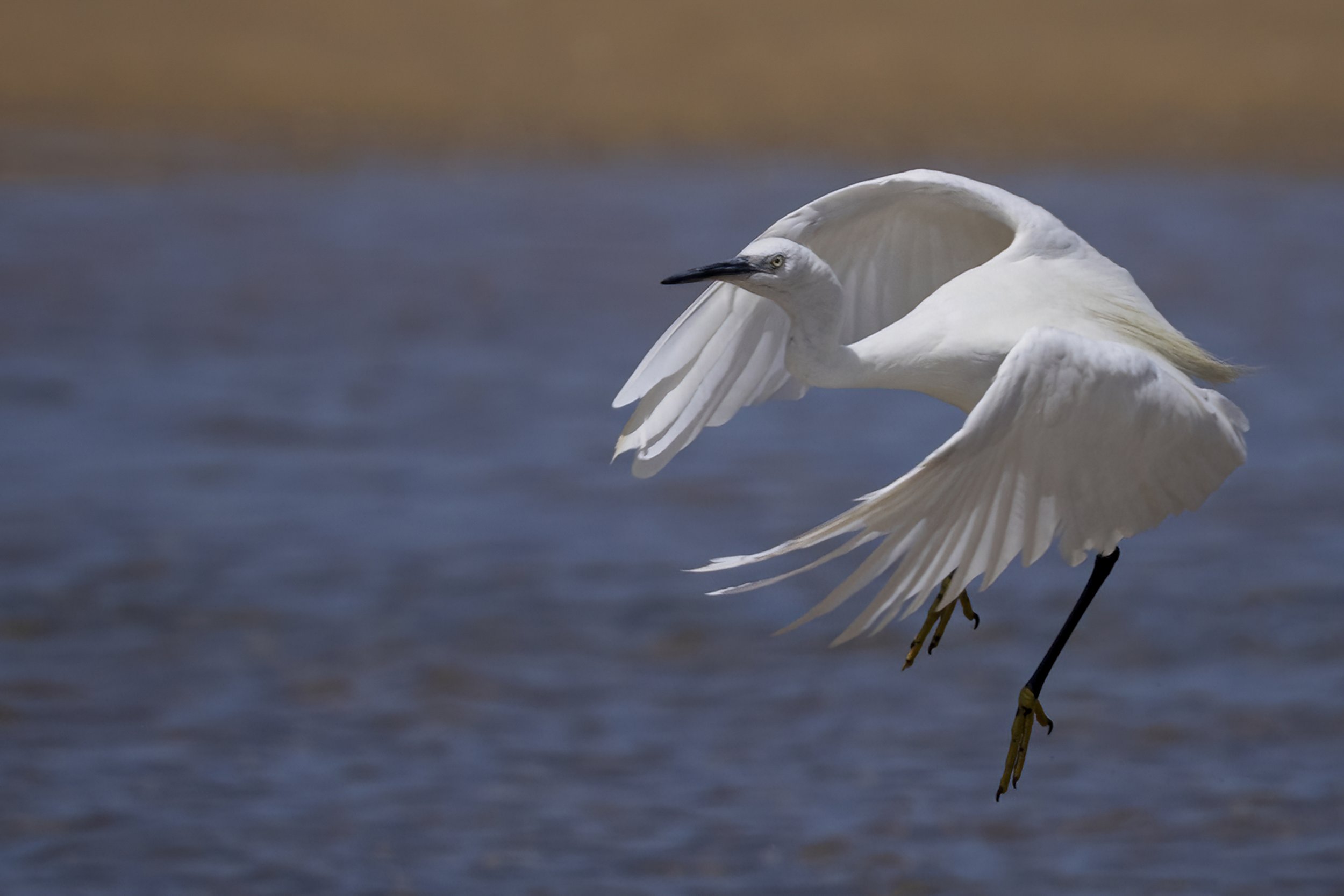 17. Egret - Maria McGrane.JPG