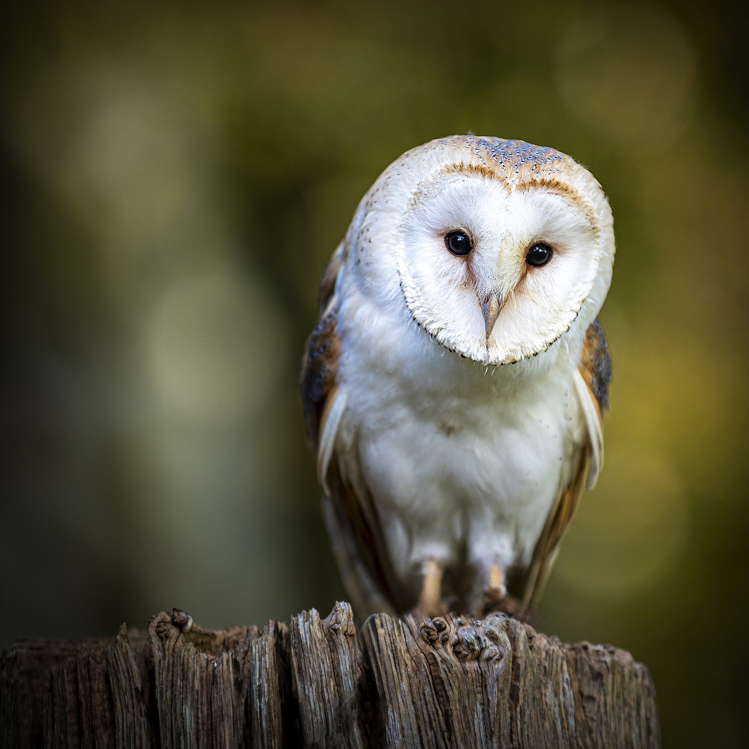 97 Barn Owl - Paul Raftery.jpg