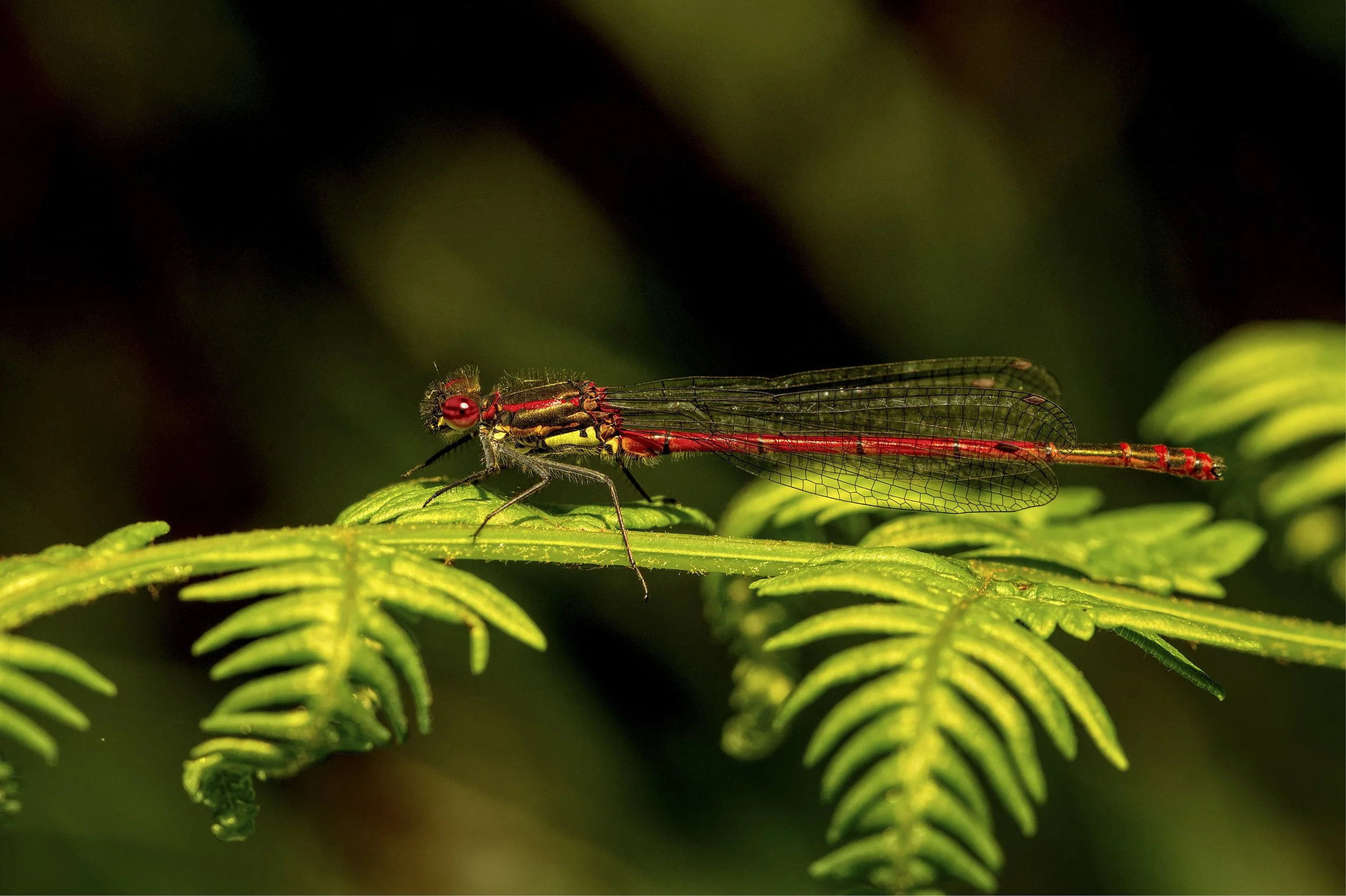 104. Large Red Damselfly - Gerry Fitzmaurice.JPG