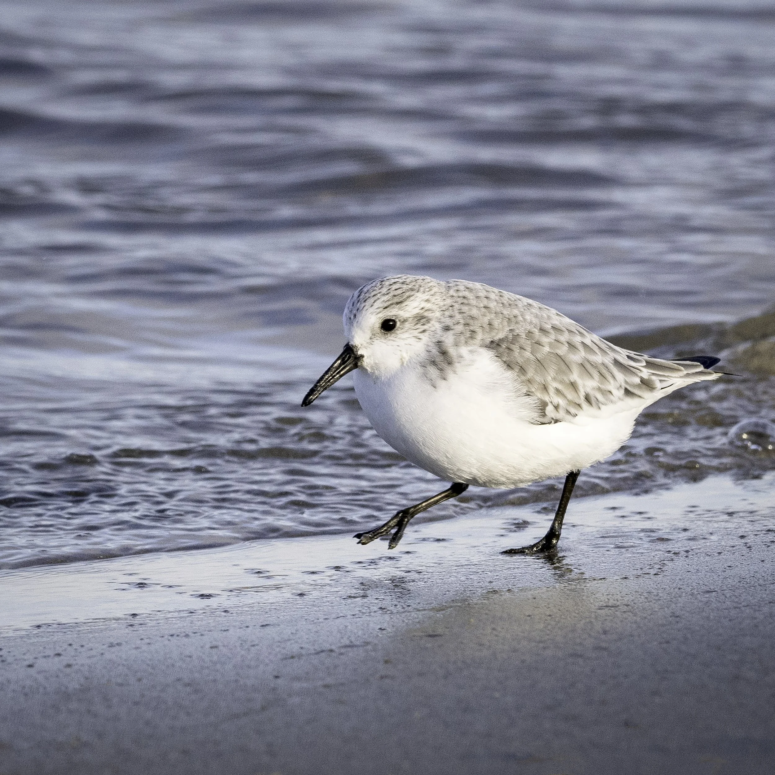 P030-Sanderling-Fine Art-ADJ.jpg