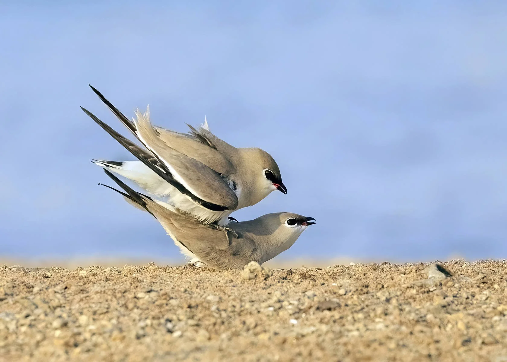 Ita Martin_PRATINCOLES MATING.jpg
