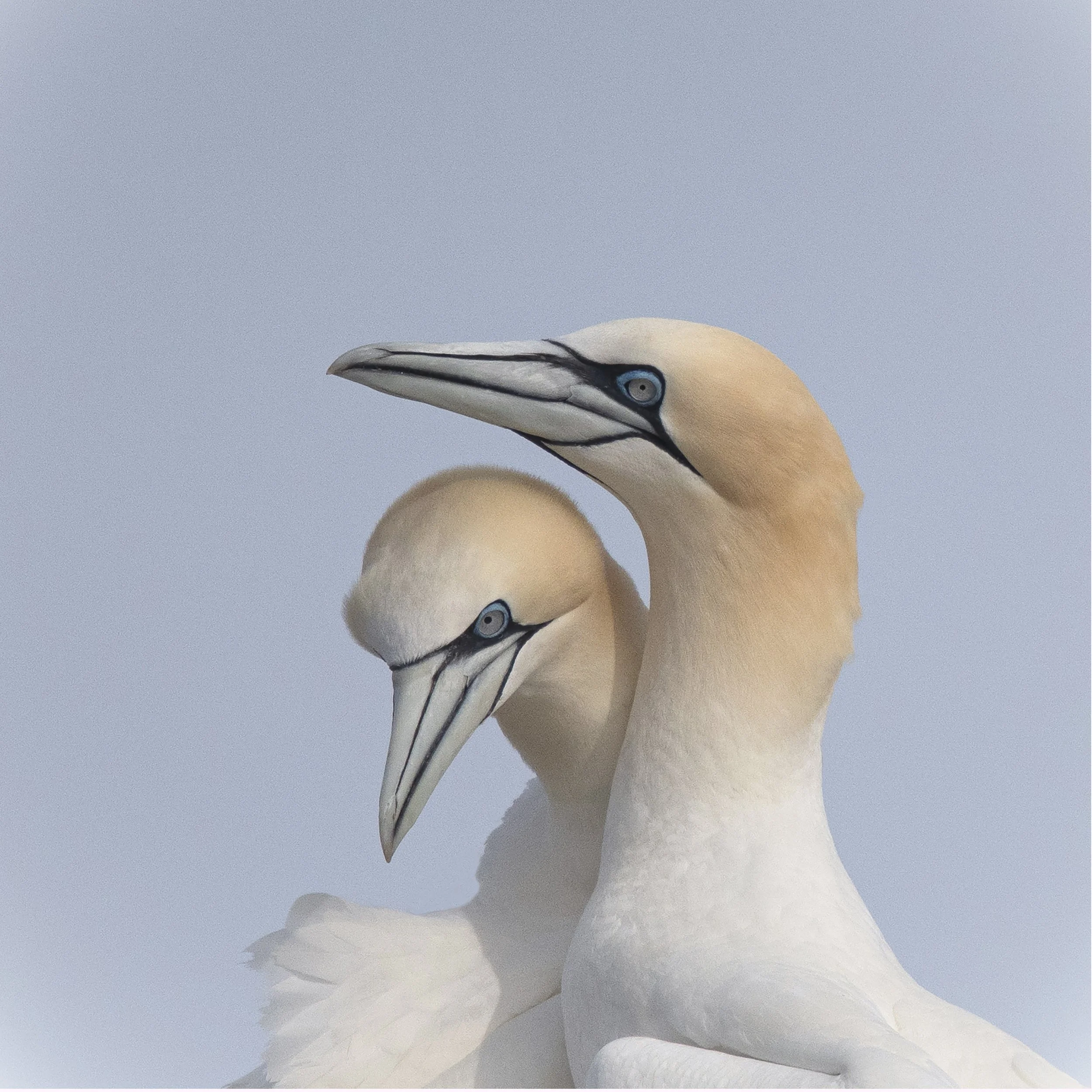 P030-.Love Affair-Fine Art-ADJ.jpg