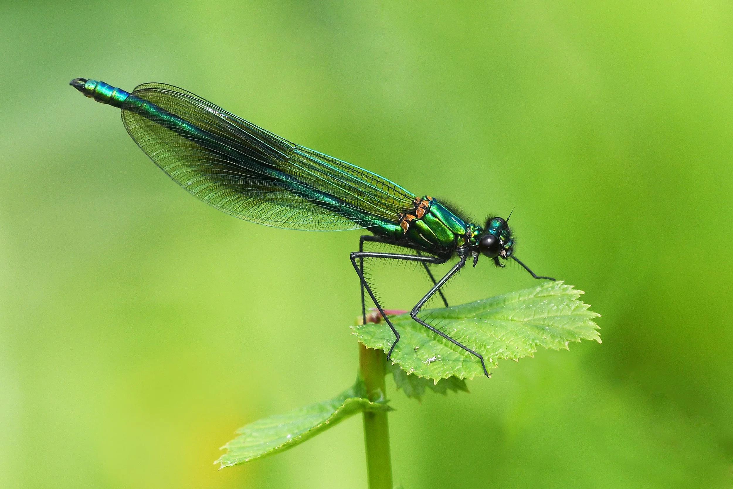 P100-Banded Demoiselle-FineArt-Adj.jpg