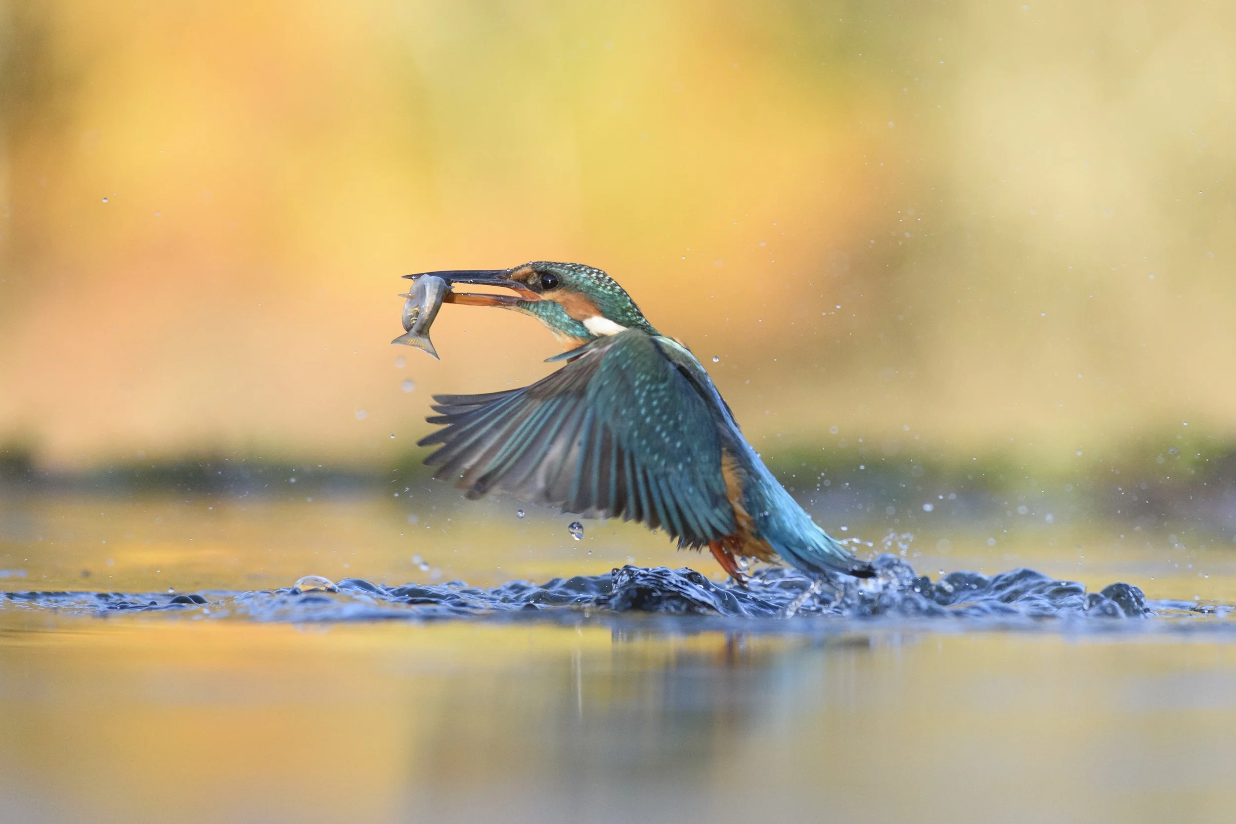 73. Kingfisher Ascent - Joe Doyle.JPG