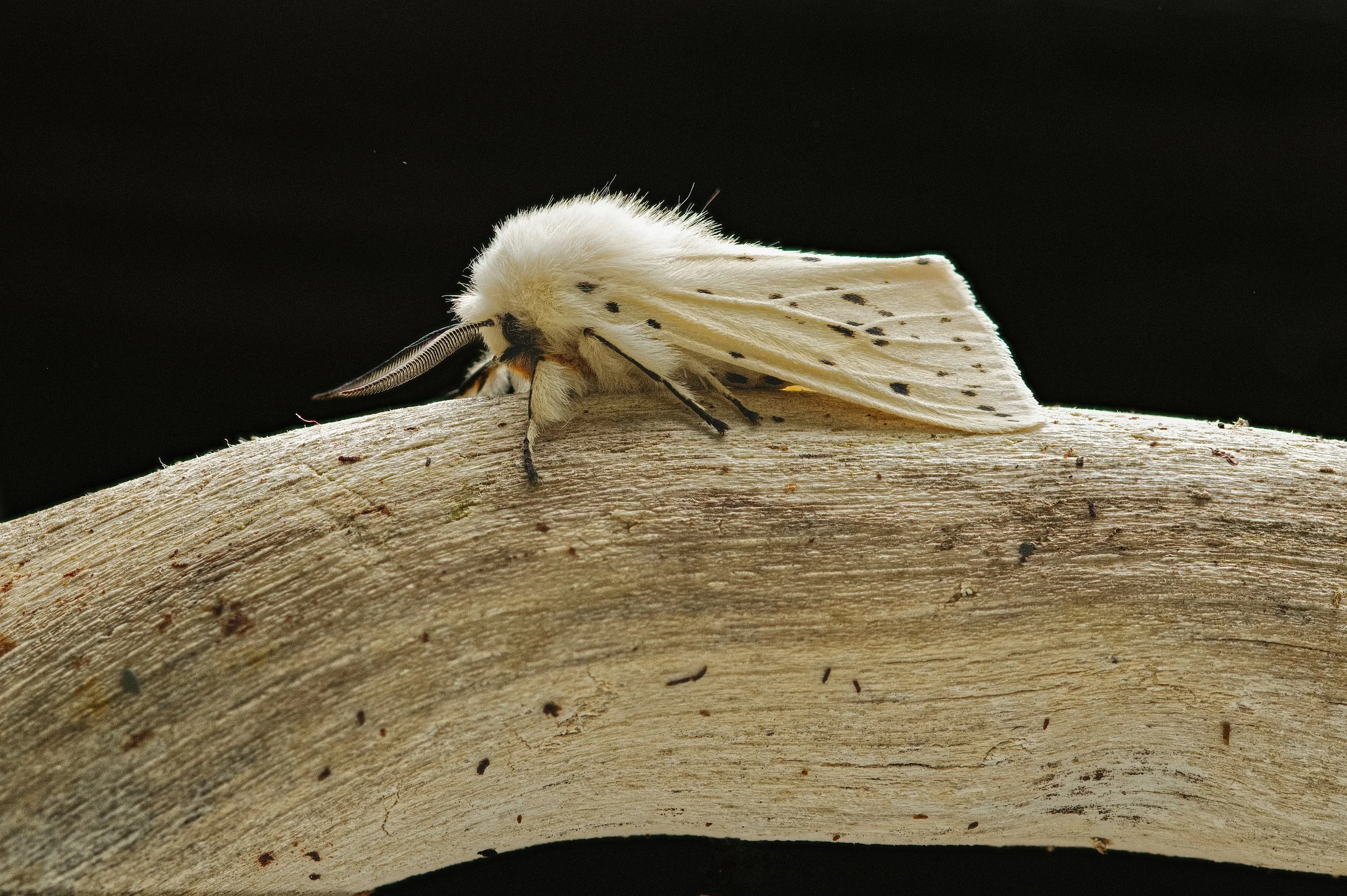 P138-Ermine Moth-Lustre-Adj.jpg