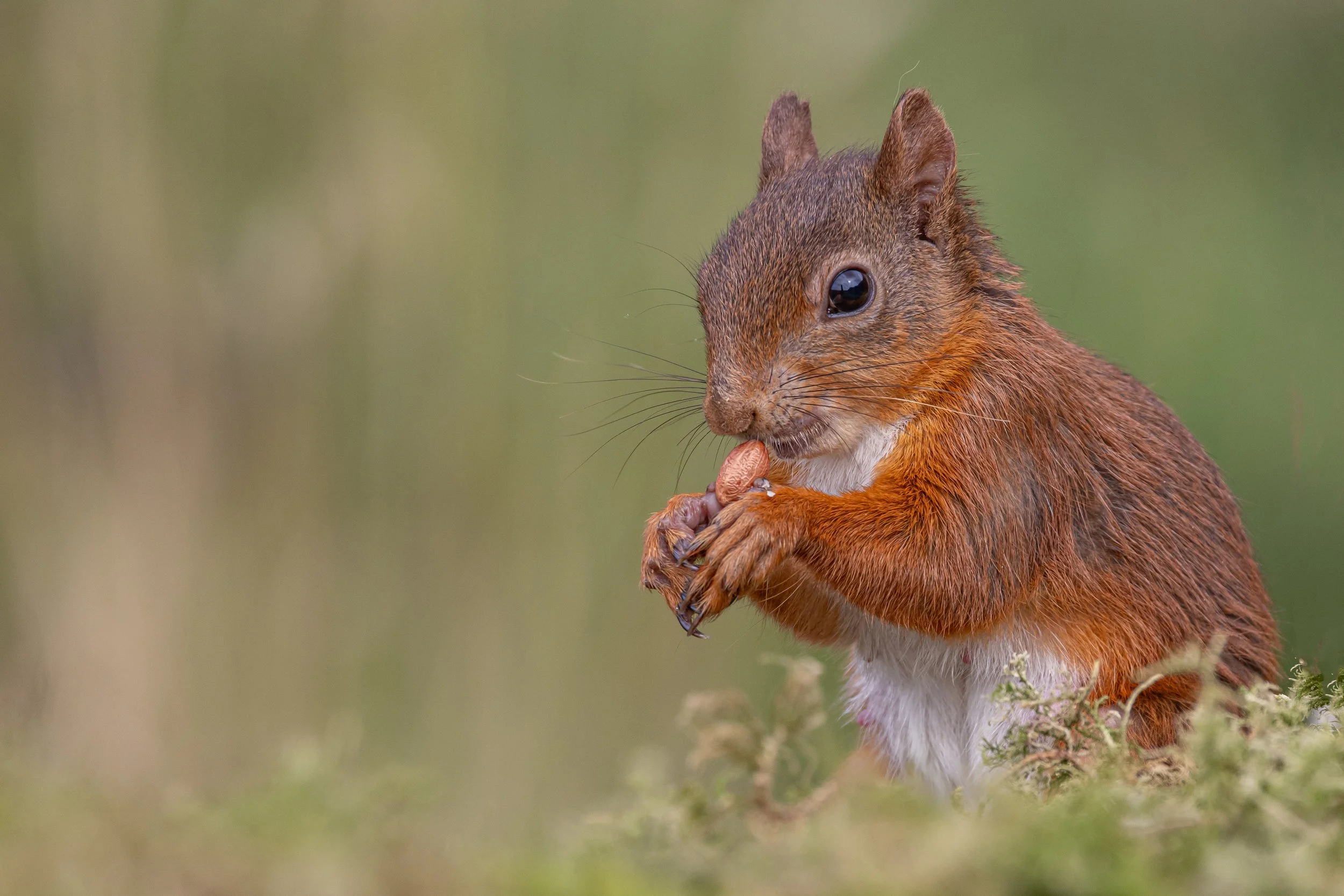P108-Red Squirrel-FineArt-Adj.jpg