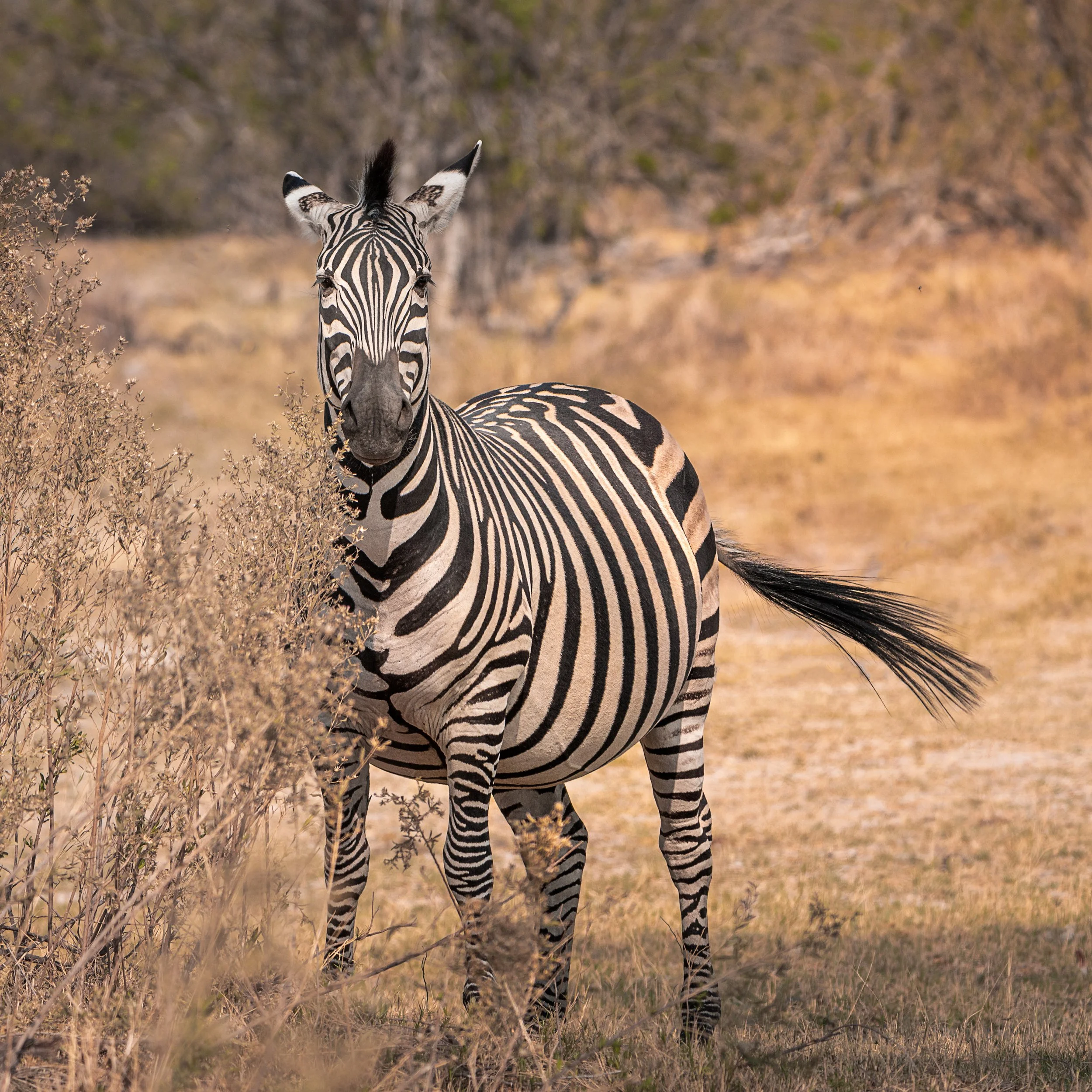 34. Zebra - Shilpa Harol.jpg