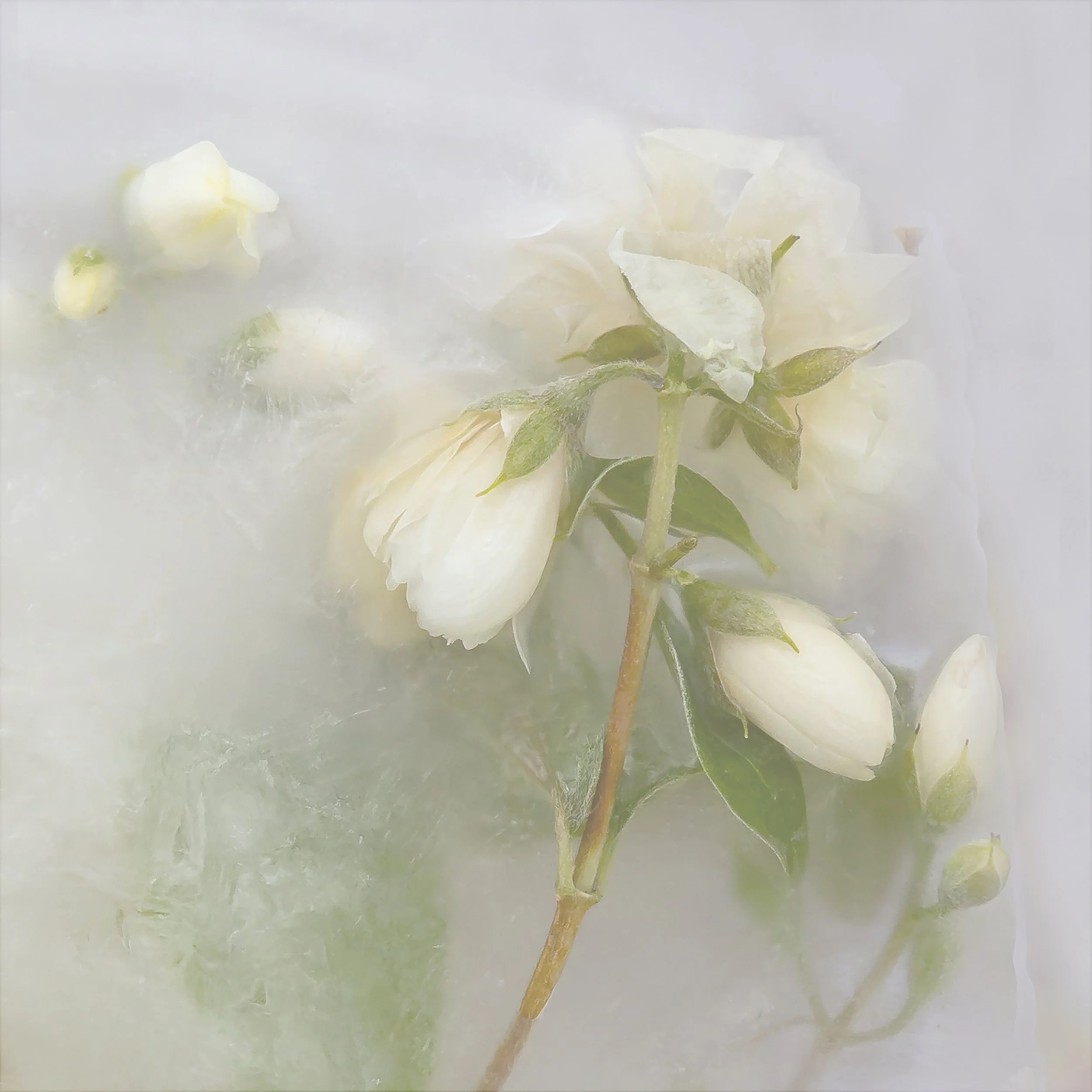 P028-Winter White-FineArt-Adj.jpg