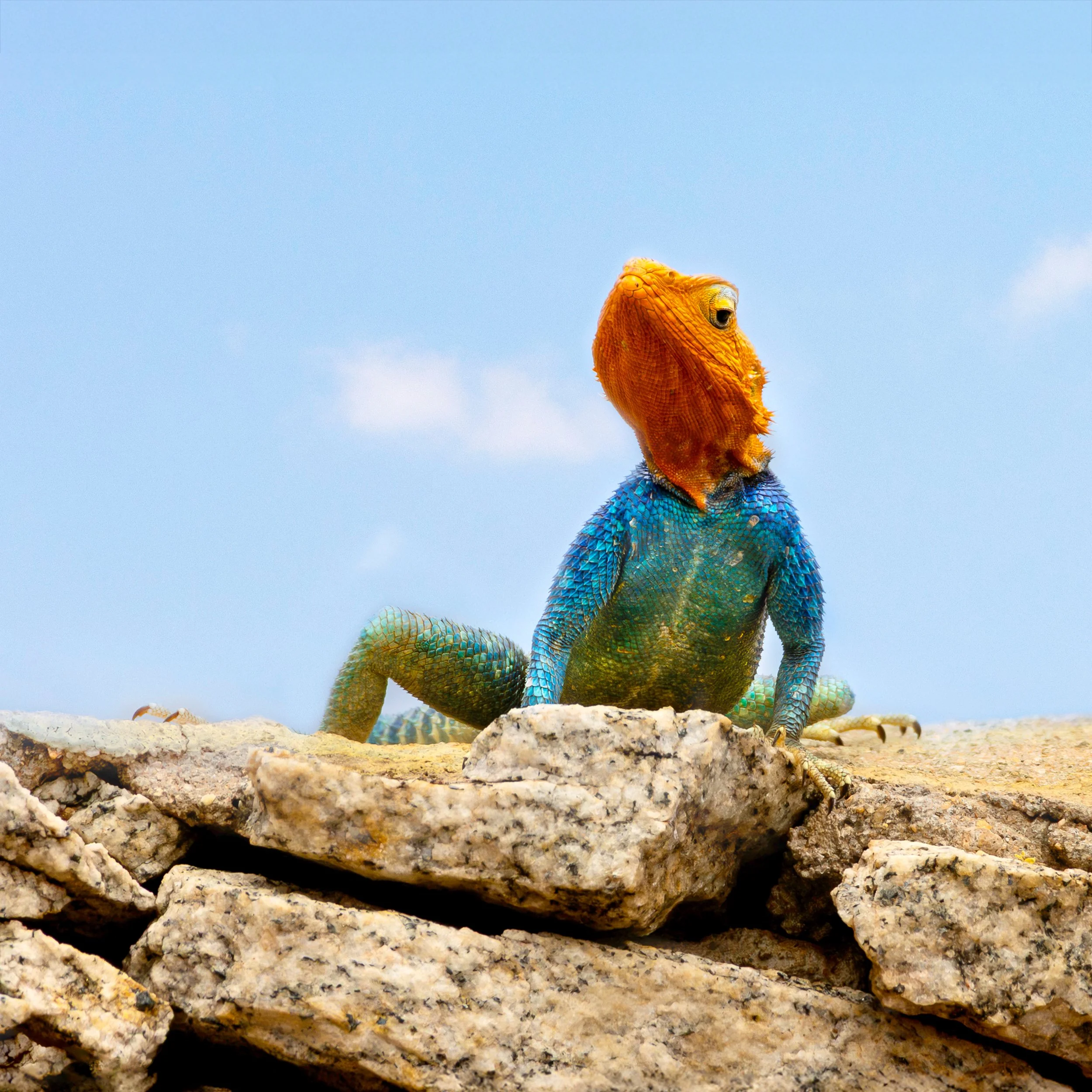 P050-Red Headed Rock Agama-Fine Art.jpg