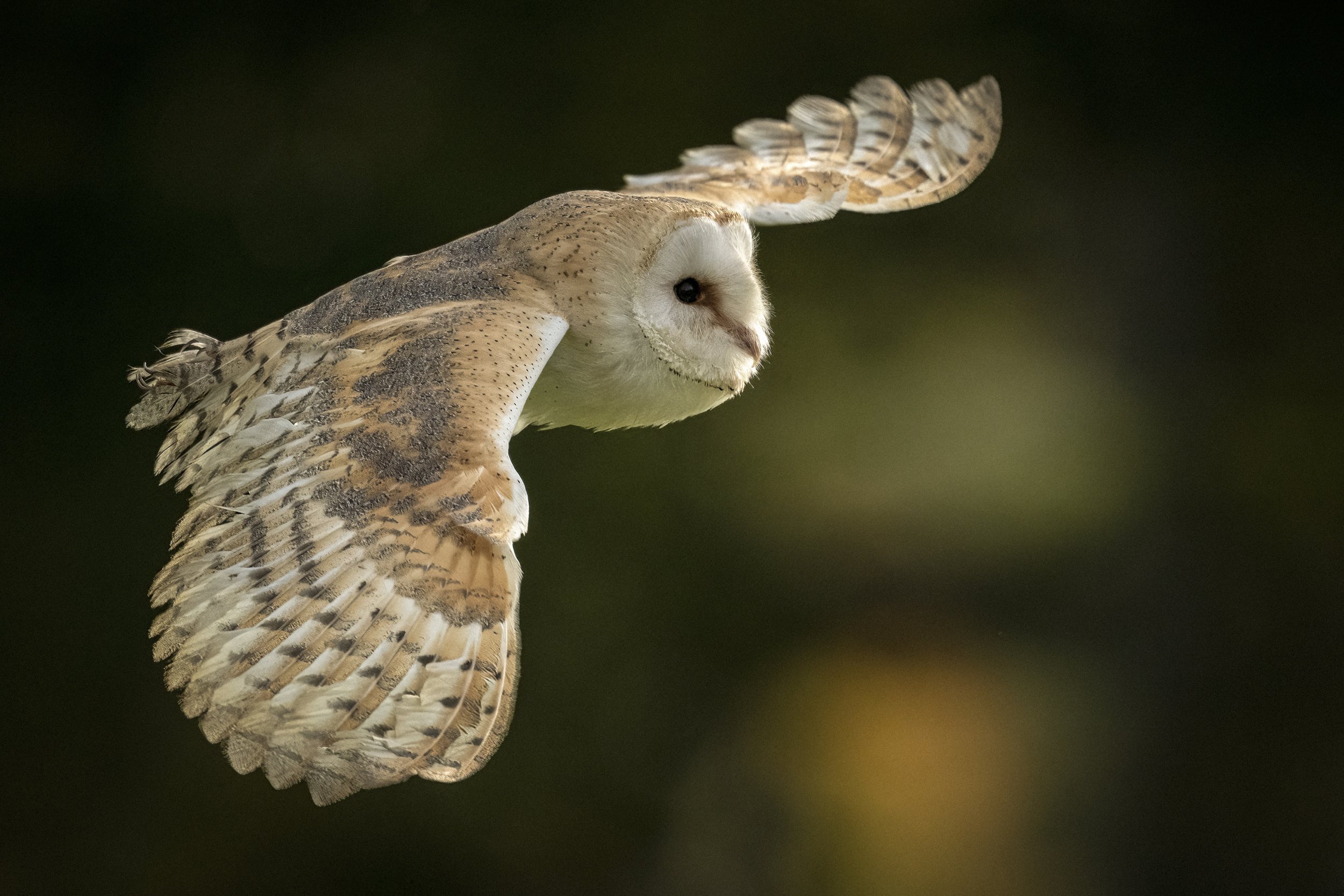 15. Barn Owl in Flight - David Behan.JPG