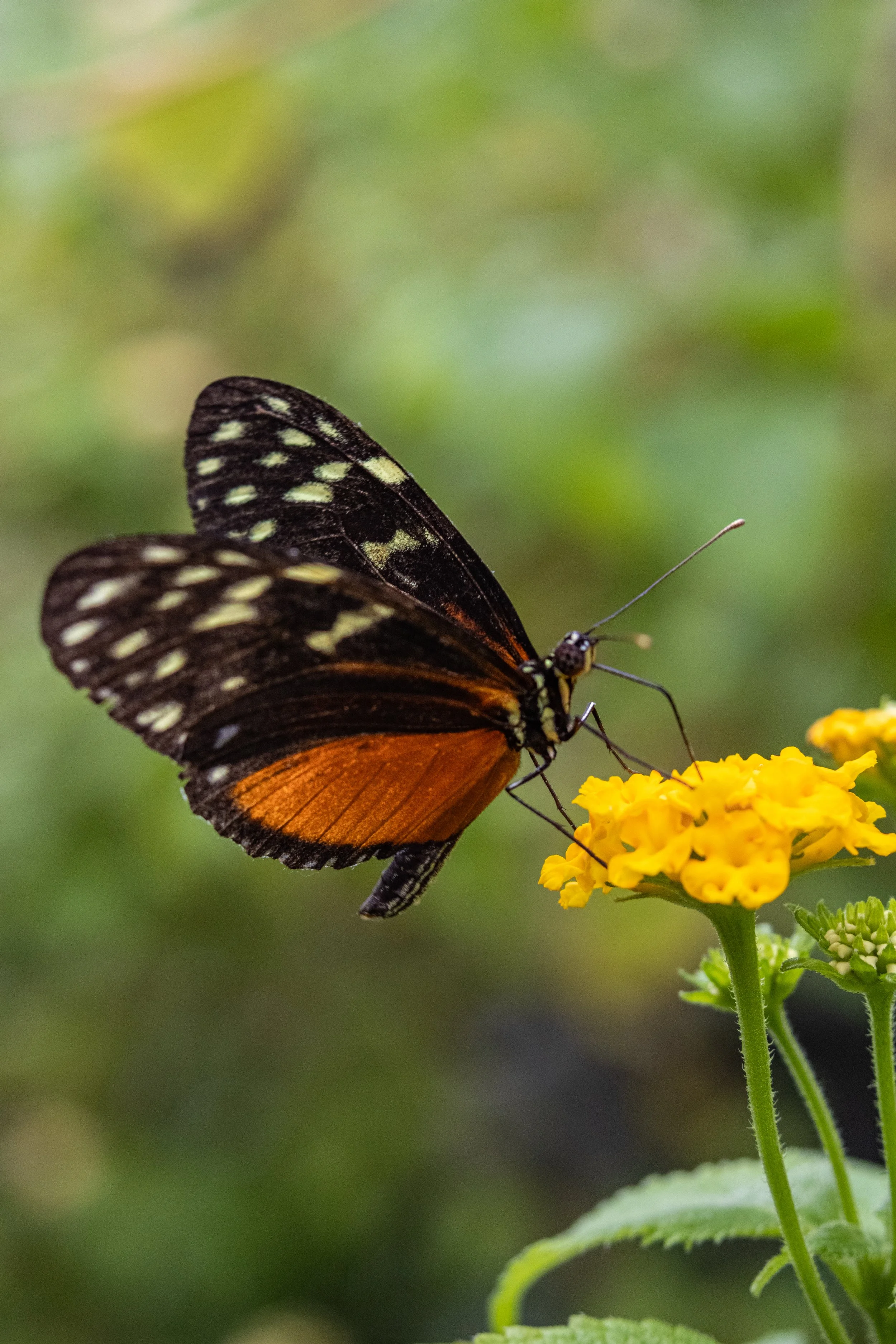 P155-Tiger Butterfly-Lustre-Adj.jpg