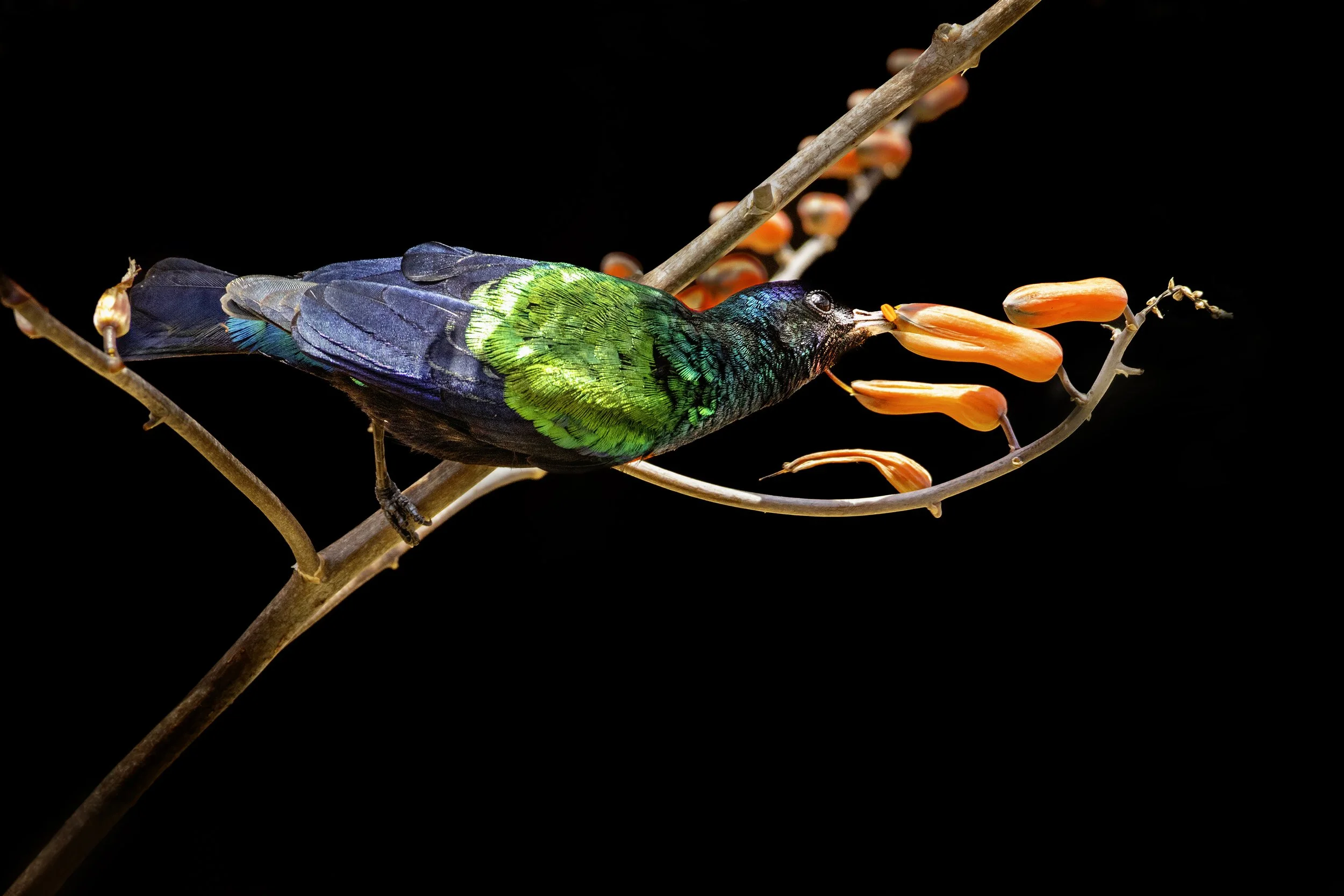 P050-Sipping Nectar-Fine Art-Adj.jpg