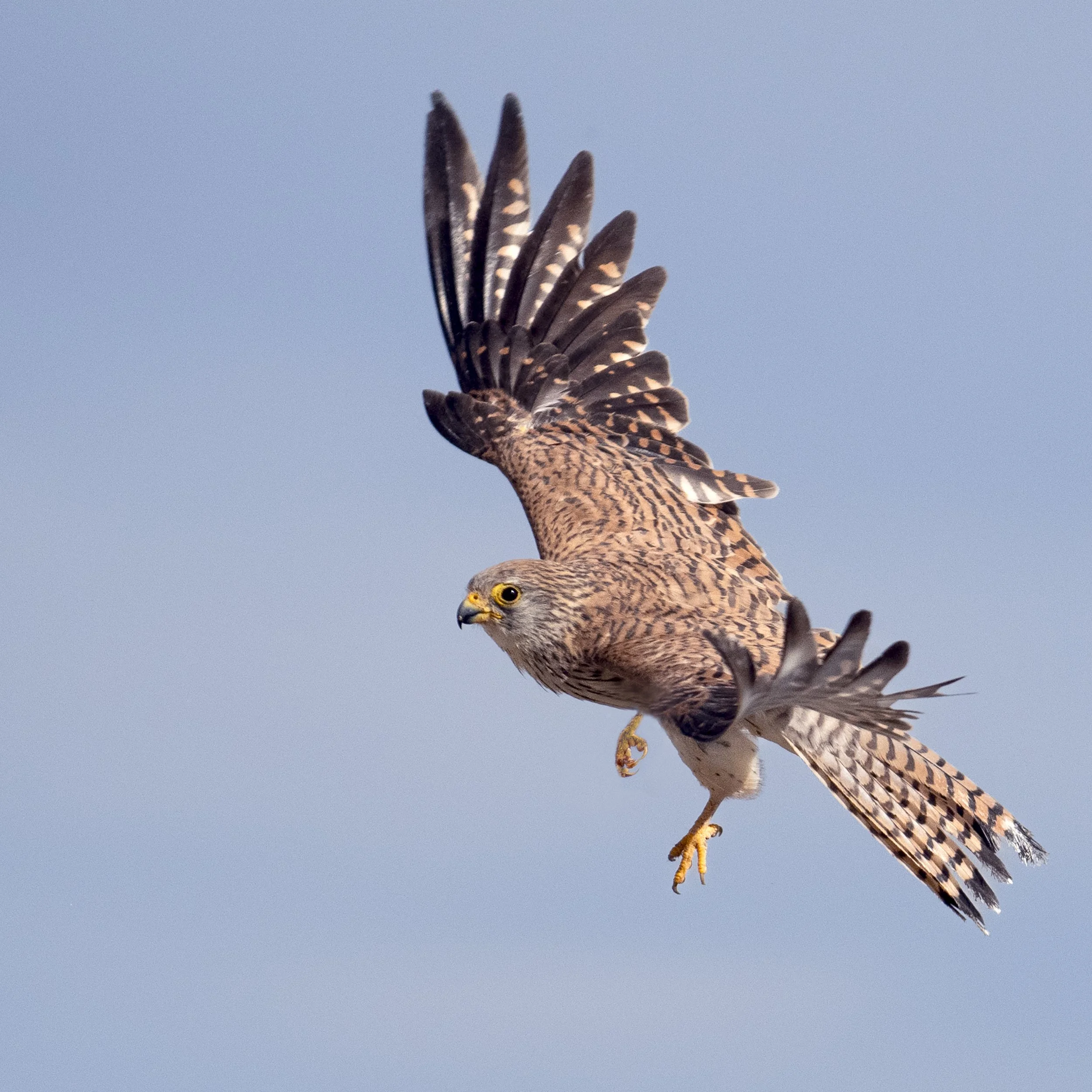 100. Wing Span - Katy Swarbrigg.JPG
