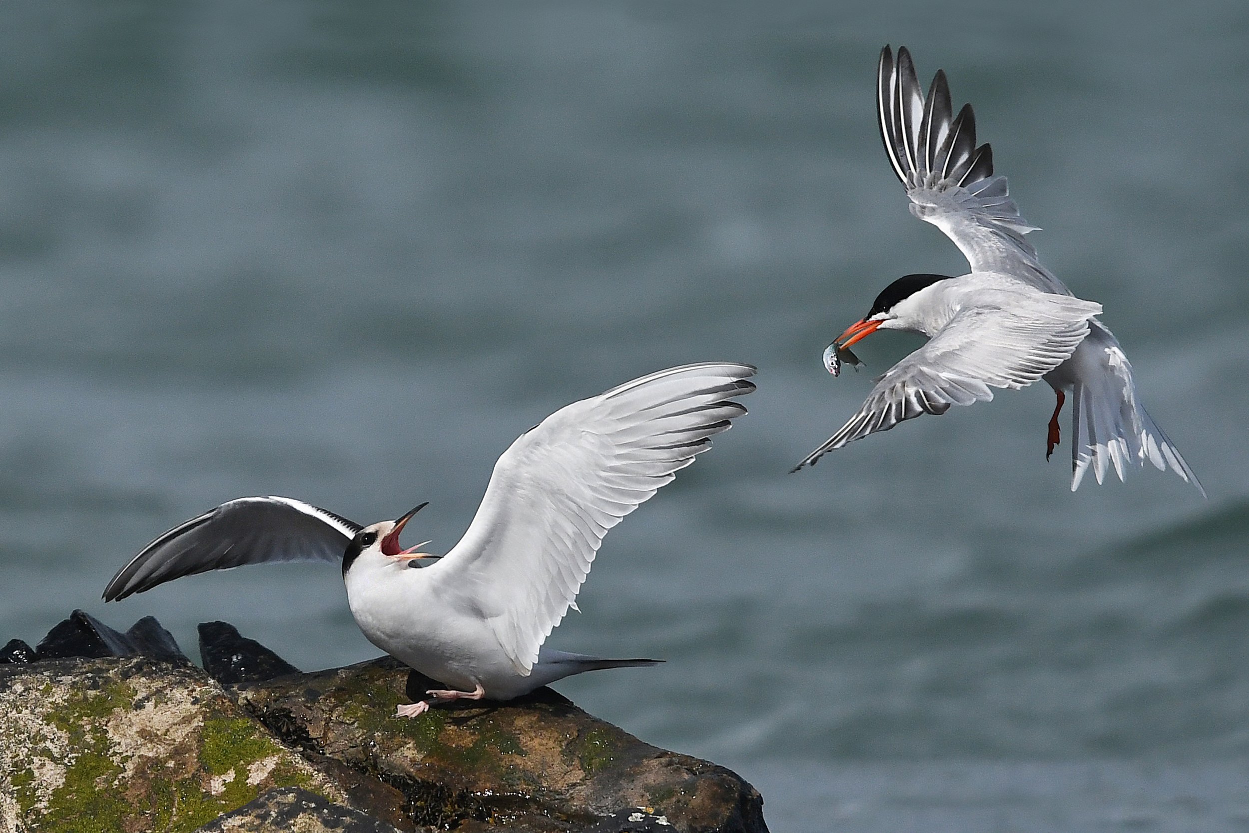 P100-Common Terns-FineArt-Adj.jpg