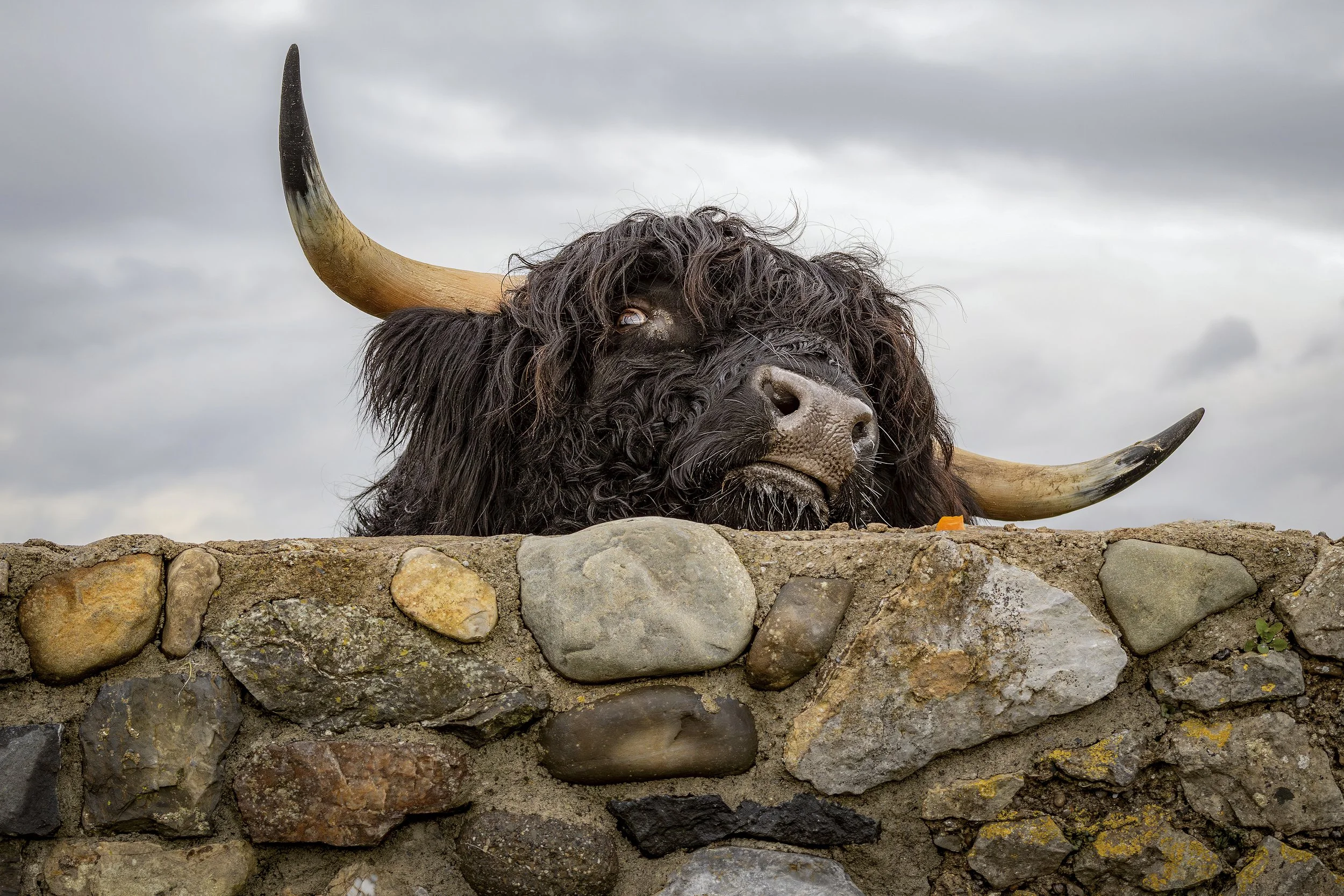 P104-Curious Cow-FineArt-NoAdj.jpg