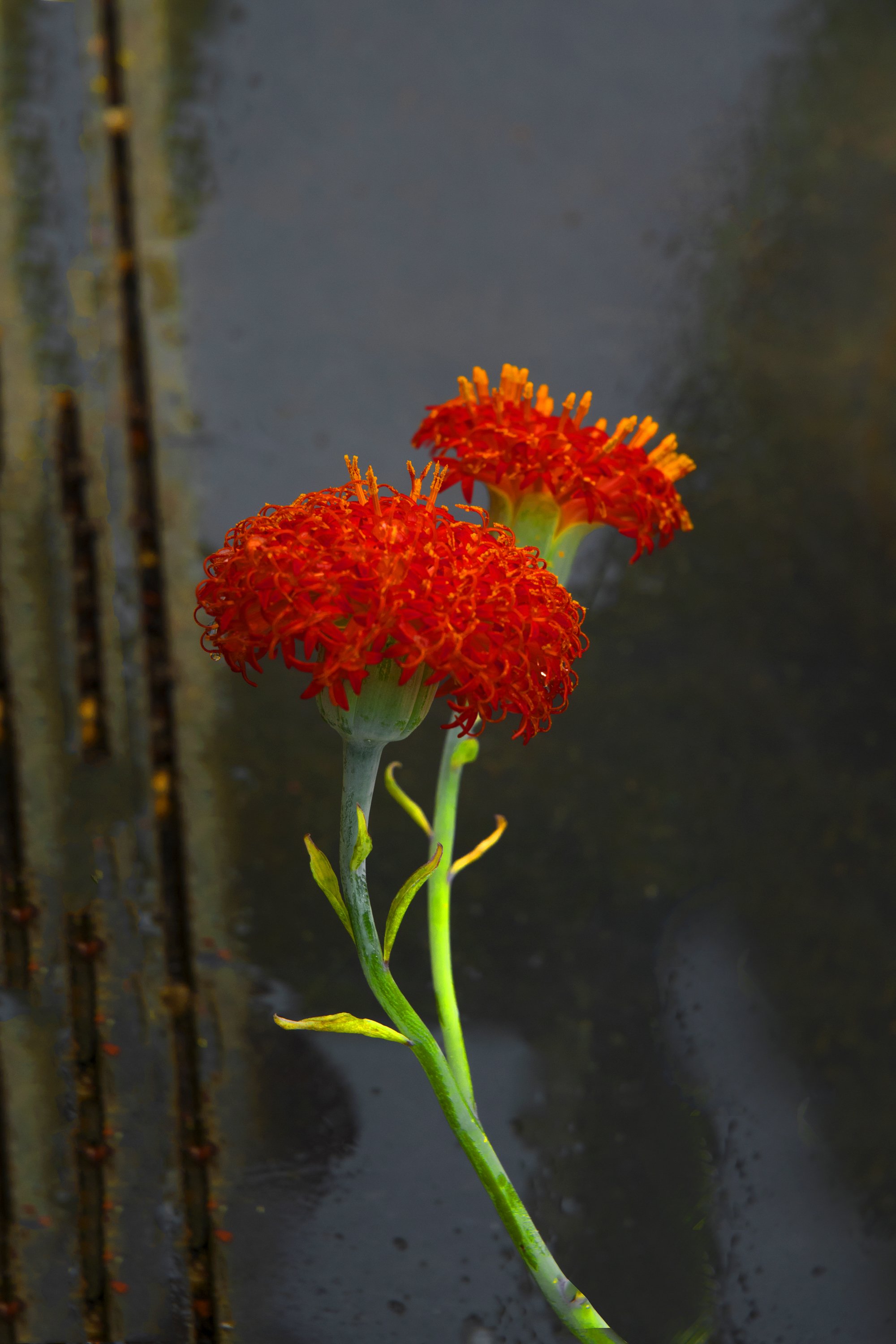 39. Red Bloom - Deirdre Gaffney.JPG