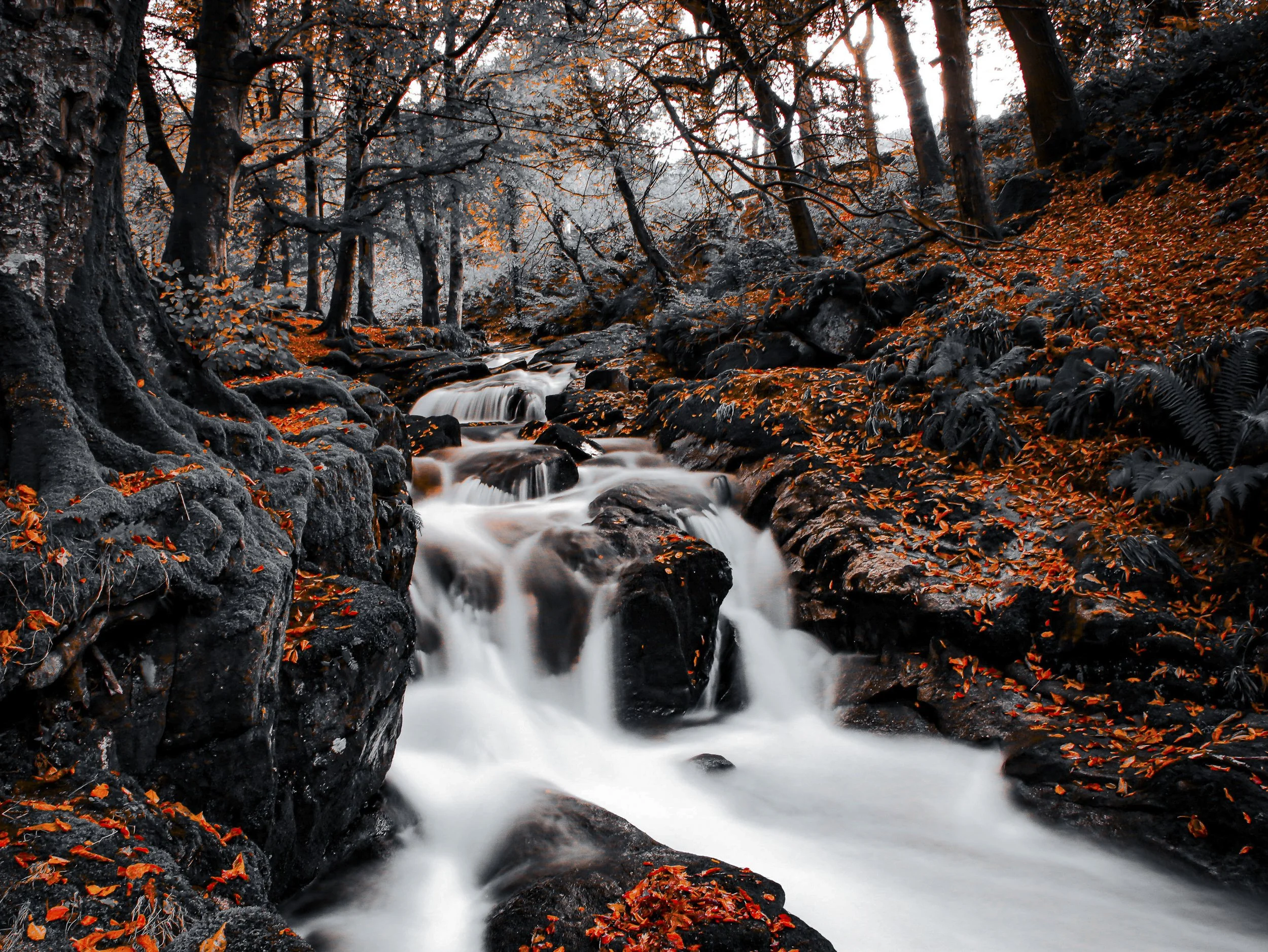 88. Autumn Flow - Mark Walnutt.JPG
