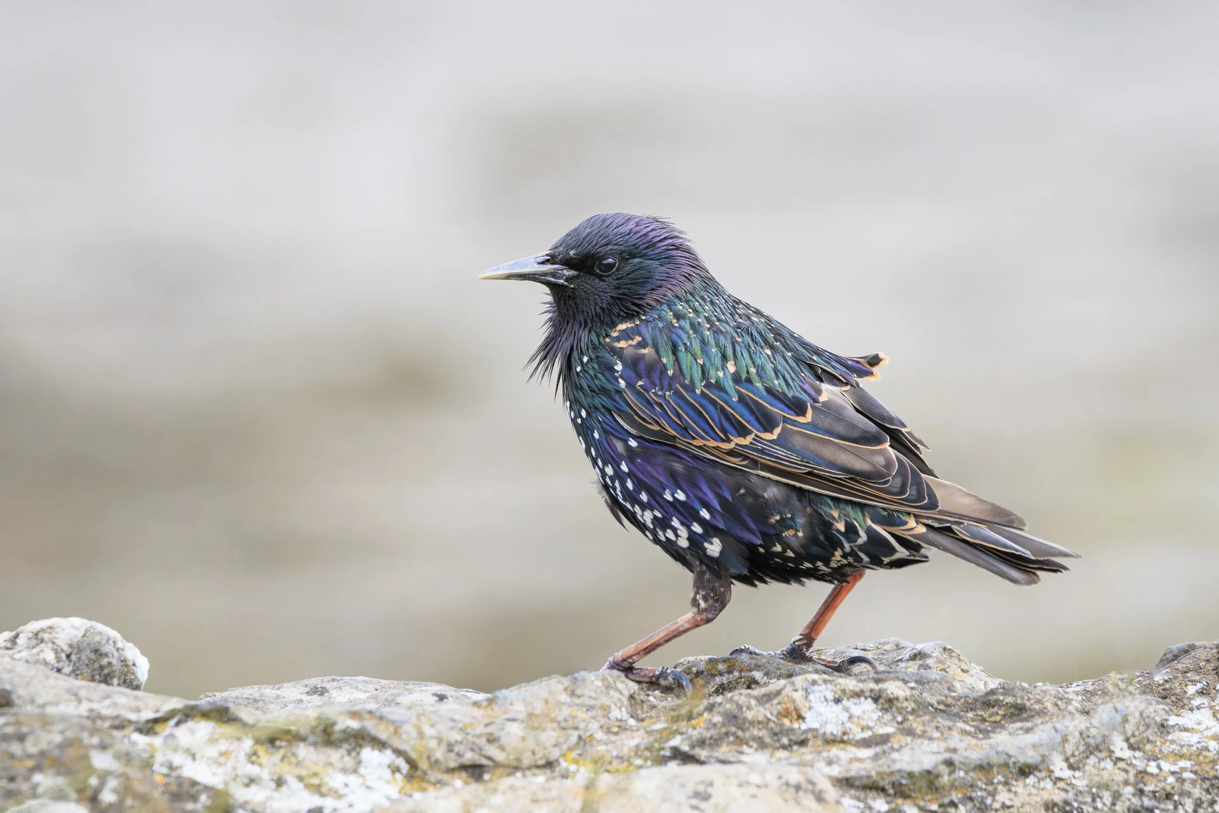 77. Starling - Paula Murray.JPG