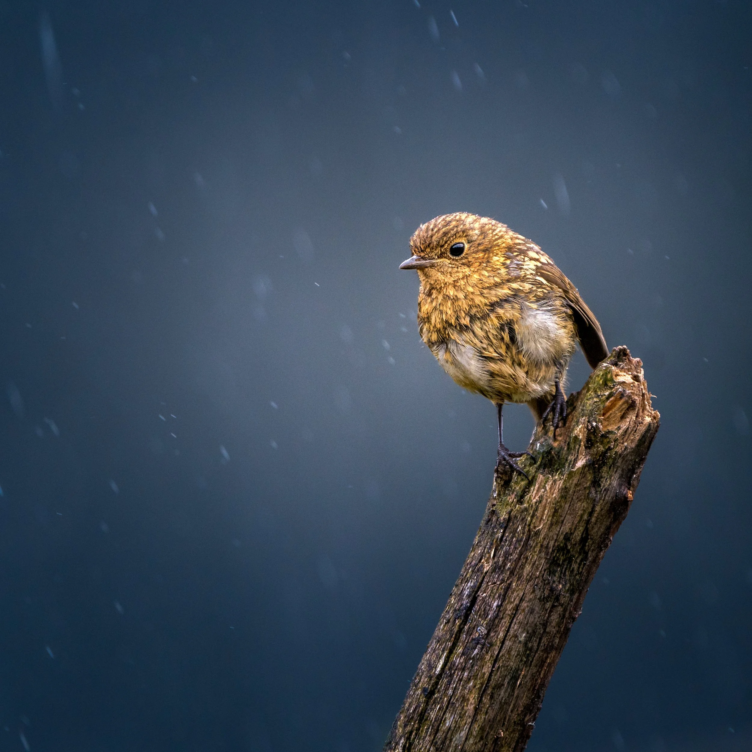 120 Robin In The Rain - Shilpa Harol.jpg