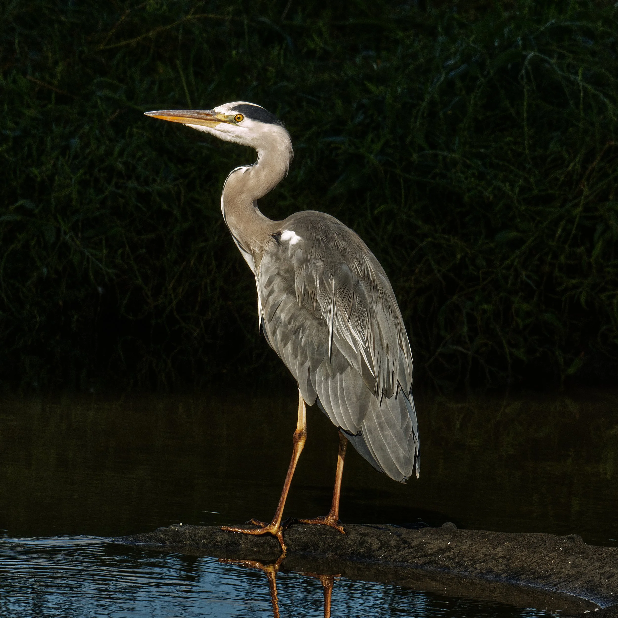 P138-Grey Heron-Lustre-Adj.jpg