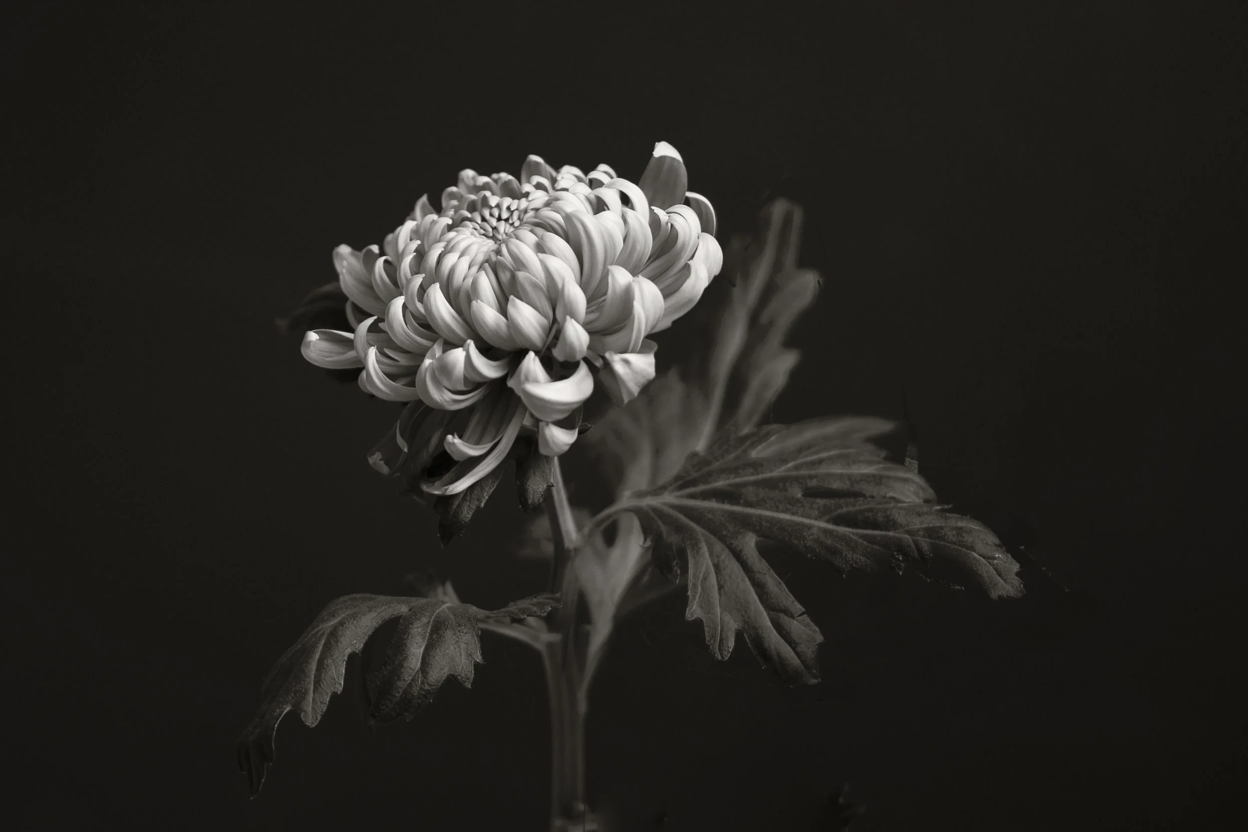 48. Chrysanthemum - Elisa Nishimura.JPG