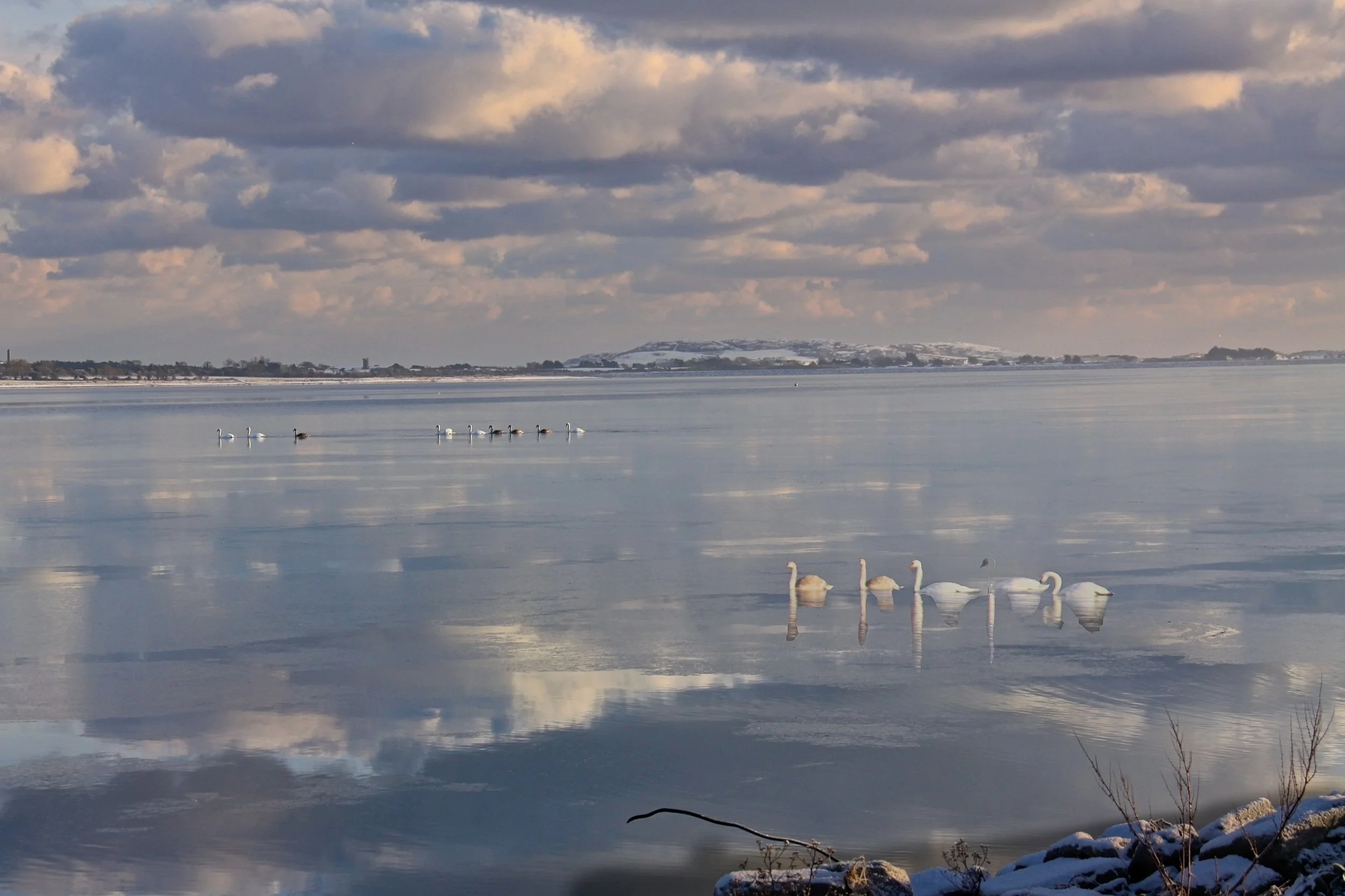 P053-Estuary Swans-FineArt-Adj.jpg