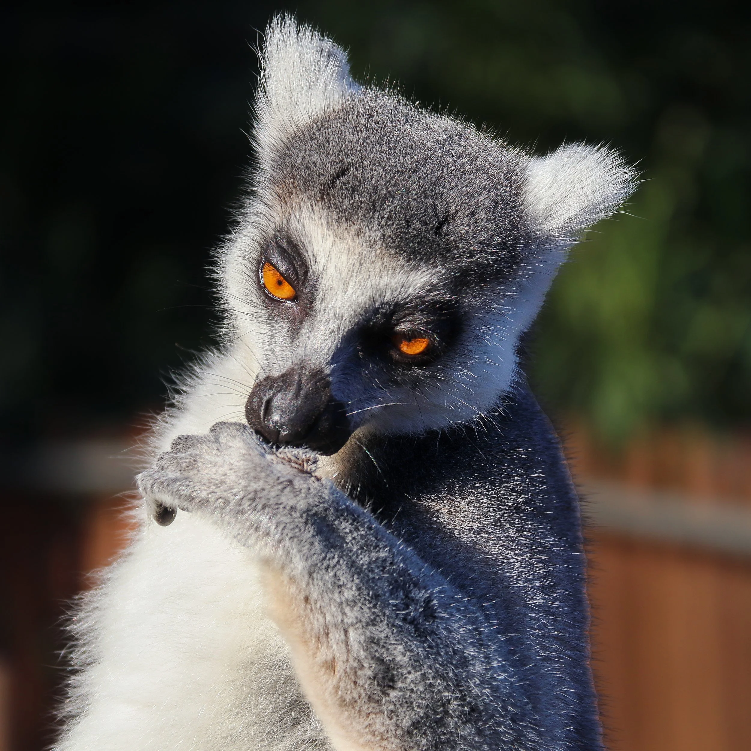 P094-Ring-tailed Lemur-Lustre-NoAdj.jpg