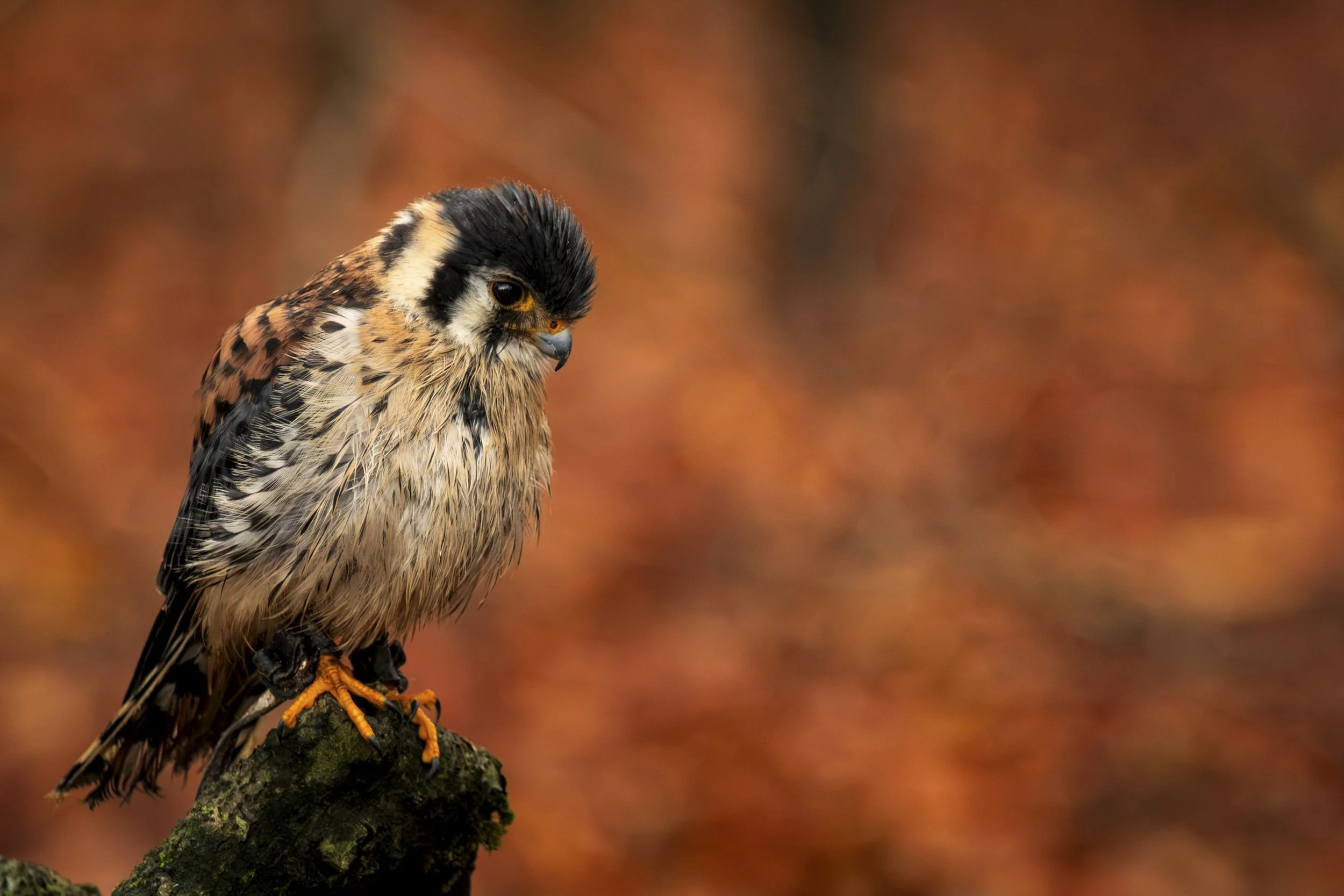 16. American Kestrel - Niall O_Brien.JPG