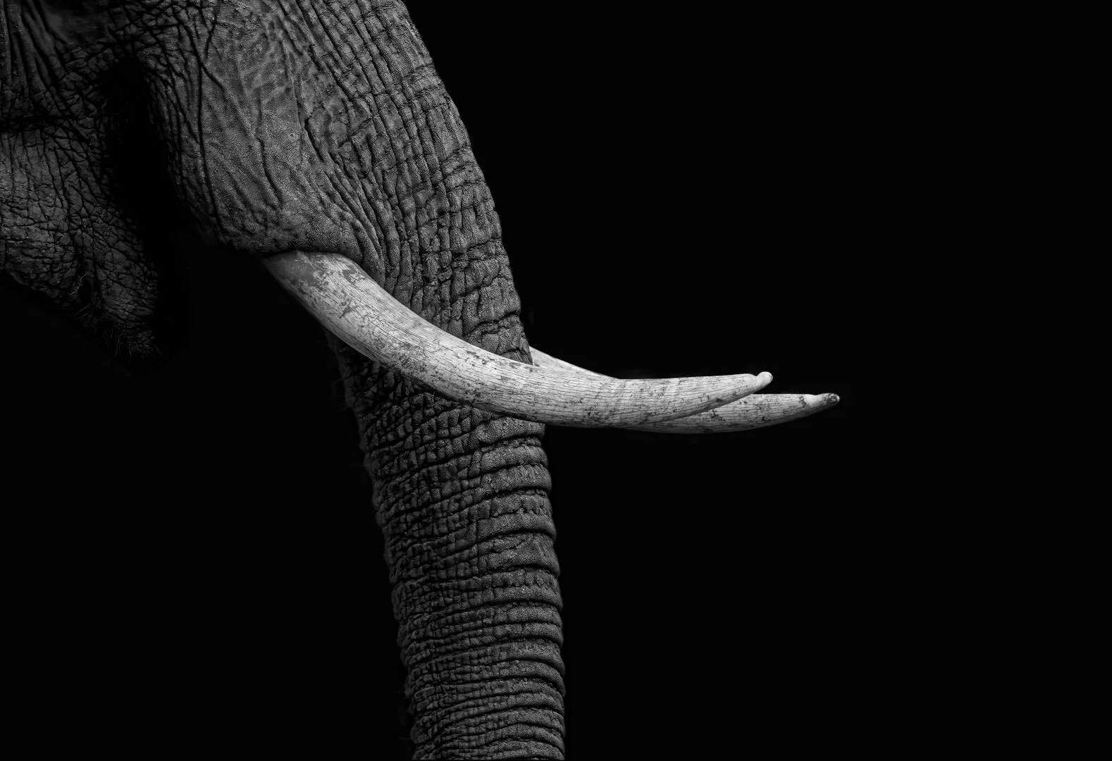 48_A close perspective_Ruth Byrne LIPF AFIAP QPSA.jpg