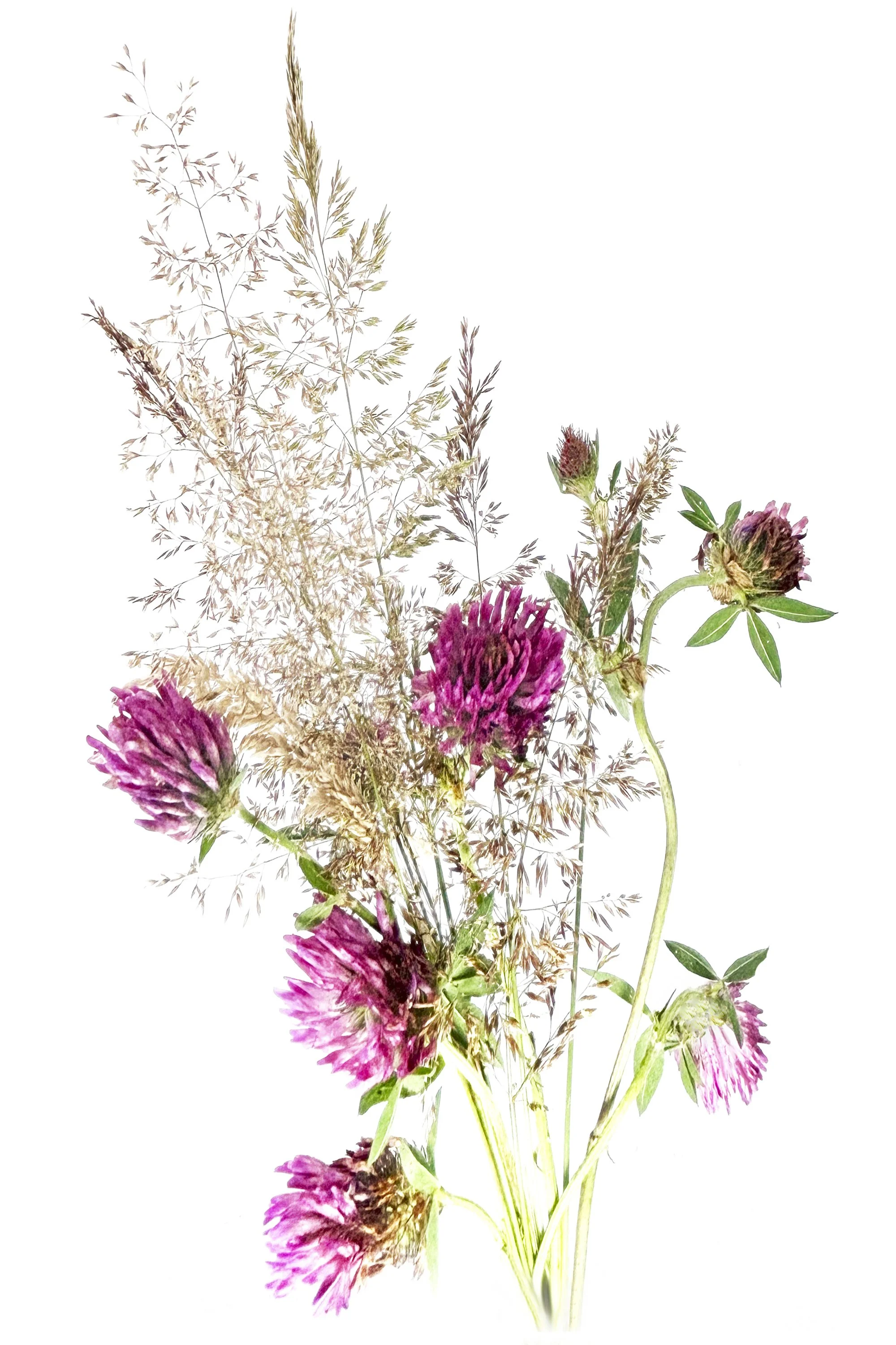 113. Weeds in Clover - Deirdre Gaffney.JPG