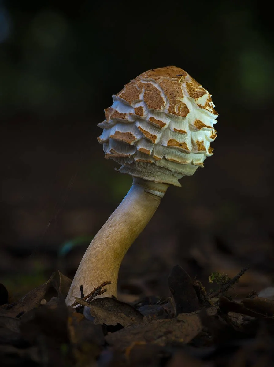 Mark Stewart LIPF_Focus Stacked Fungi.jpg