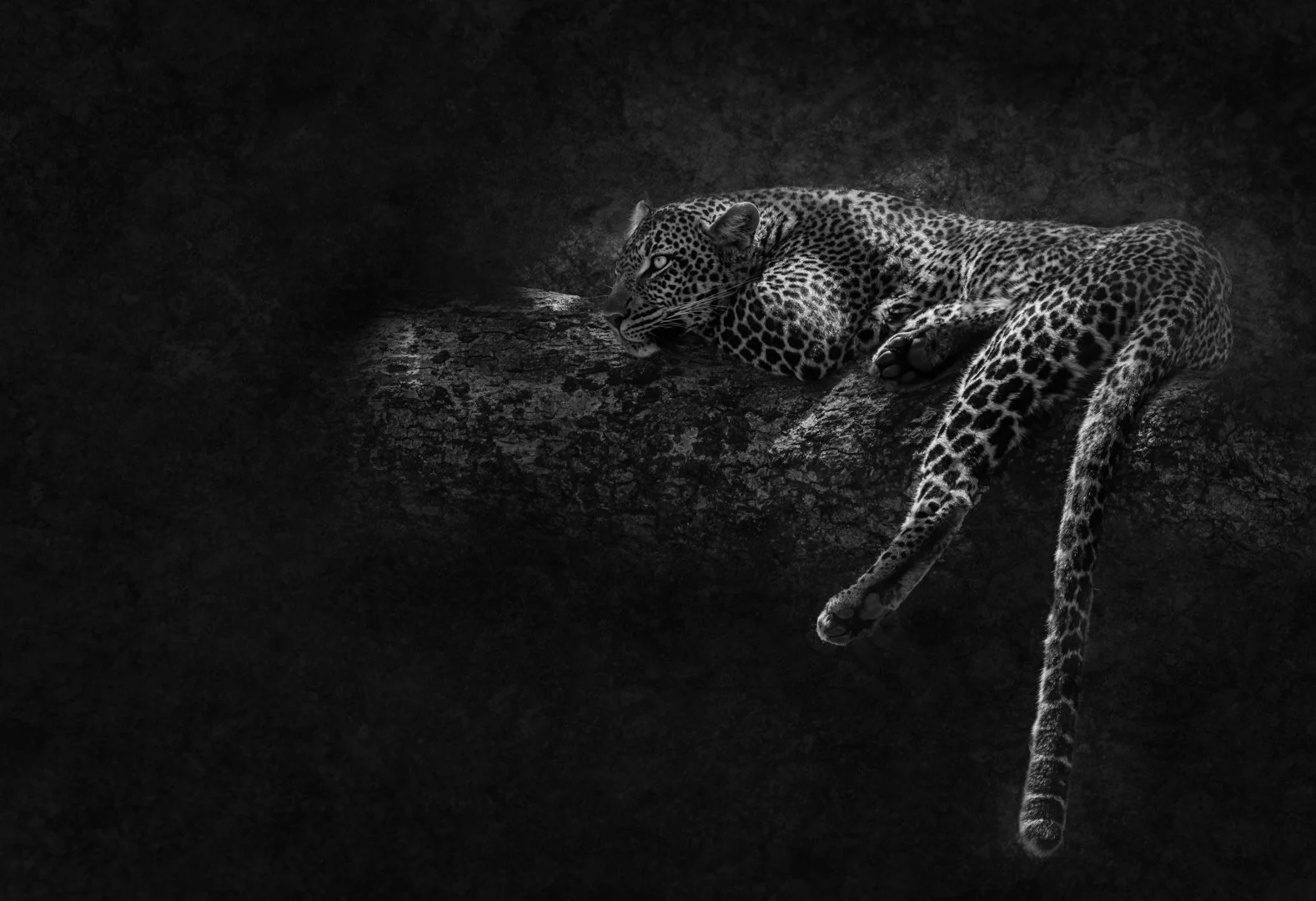 48_Watchful Leopard_Ruth Byrne LIPF AFIAP QPSA.jpg