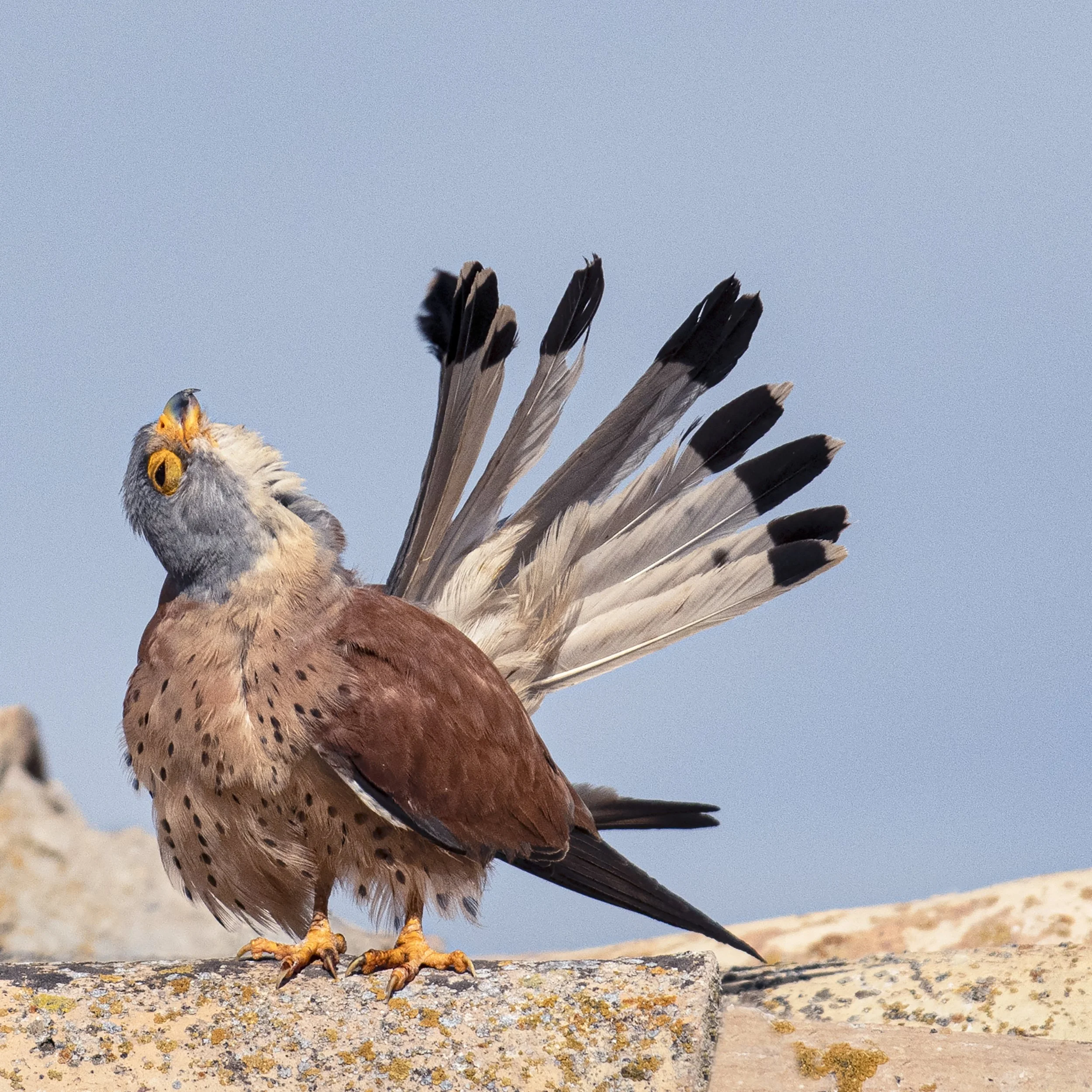 43. Show Off Kestrel - Katy Swarbrigg.JPG