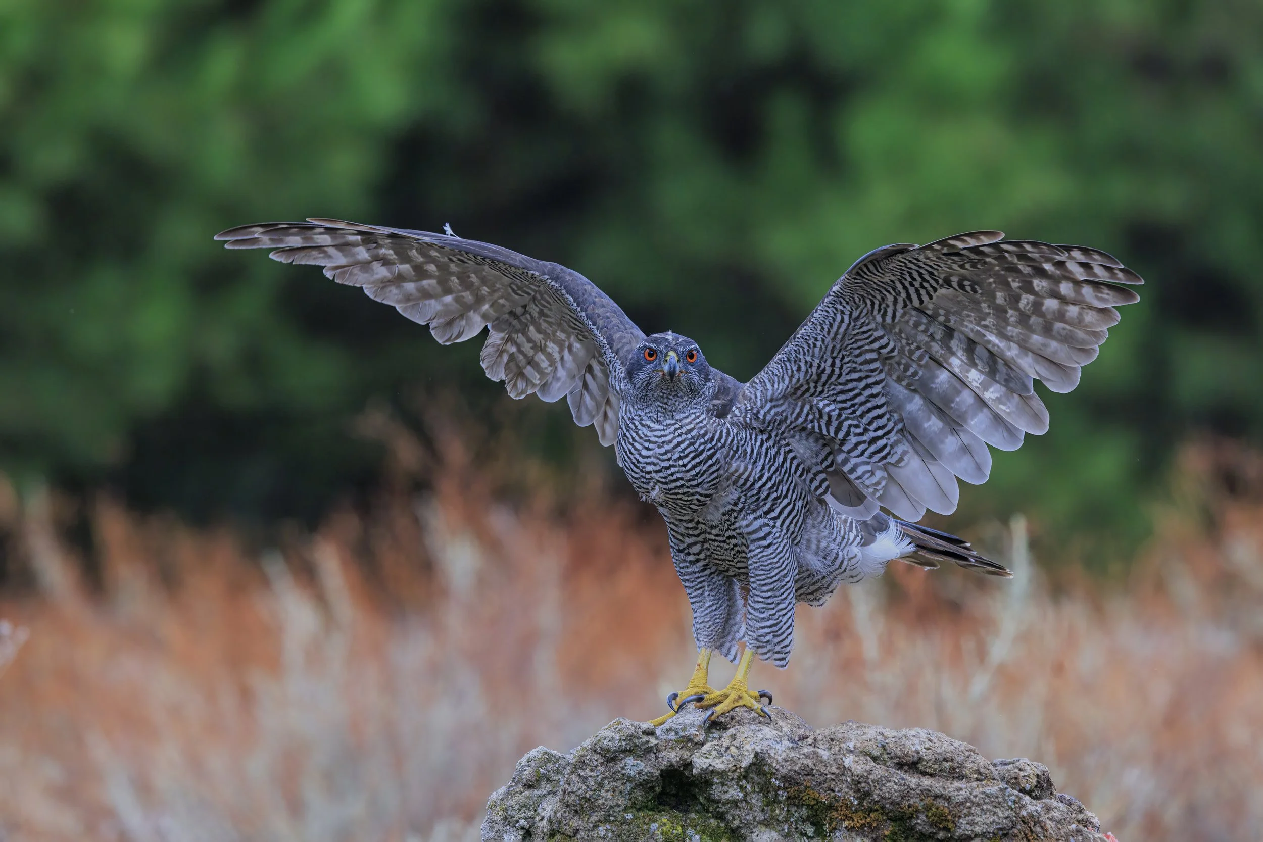 76. Majestic Goshawk - Ita Martin.jpg