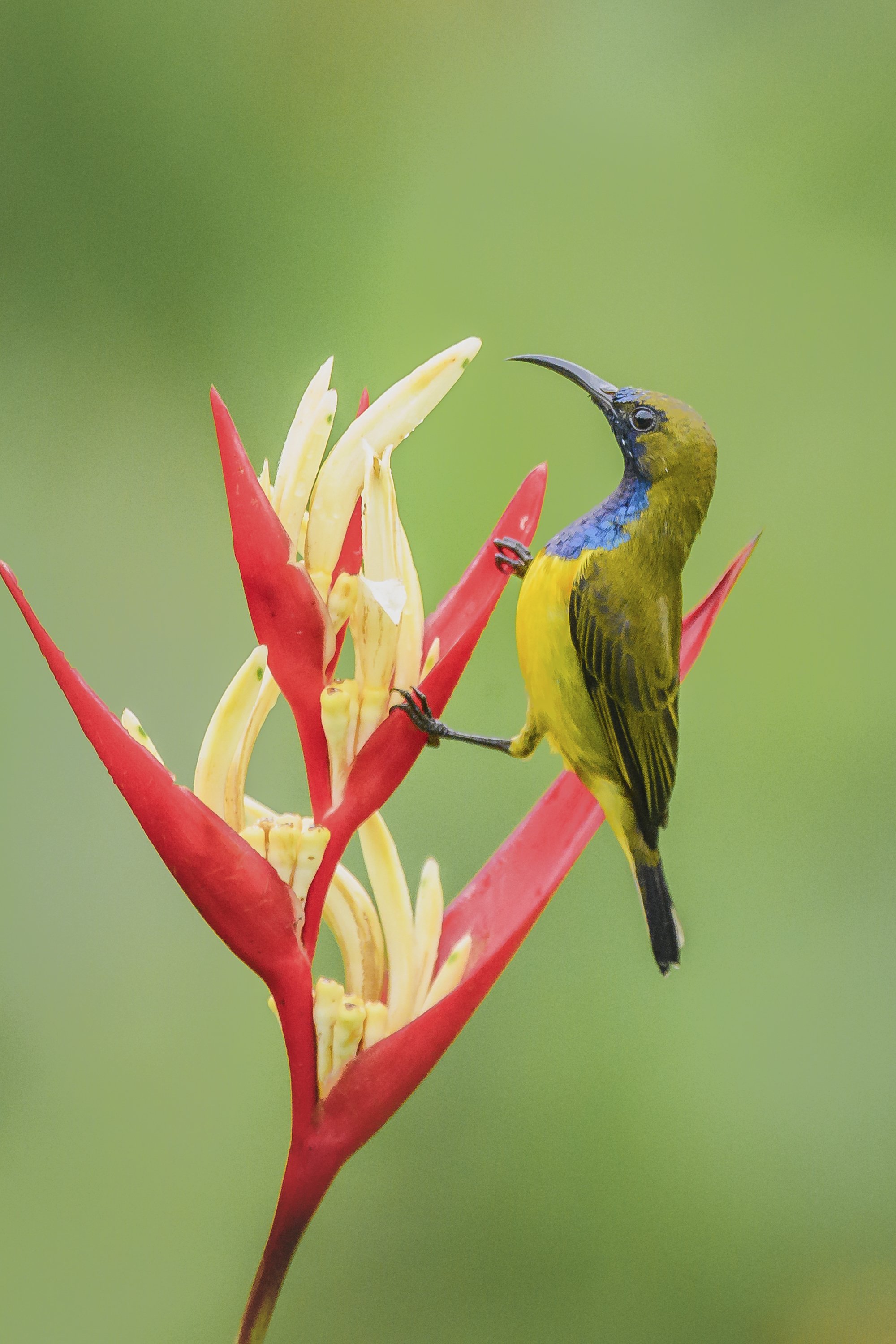 115. Sunbird - Elisa Nishimura.JPG