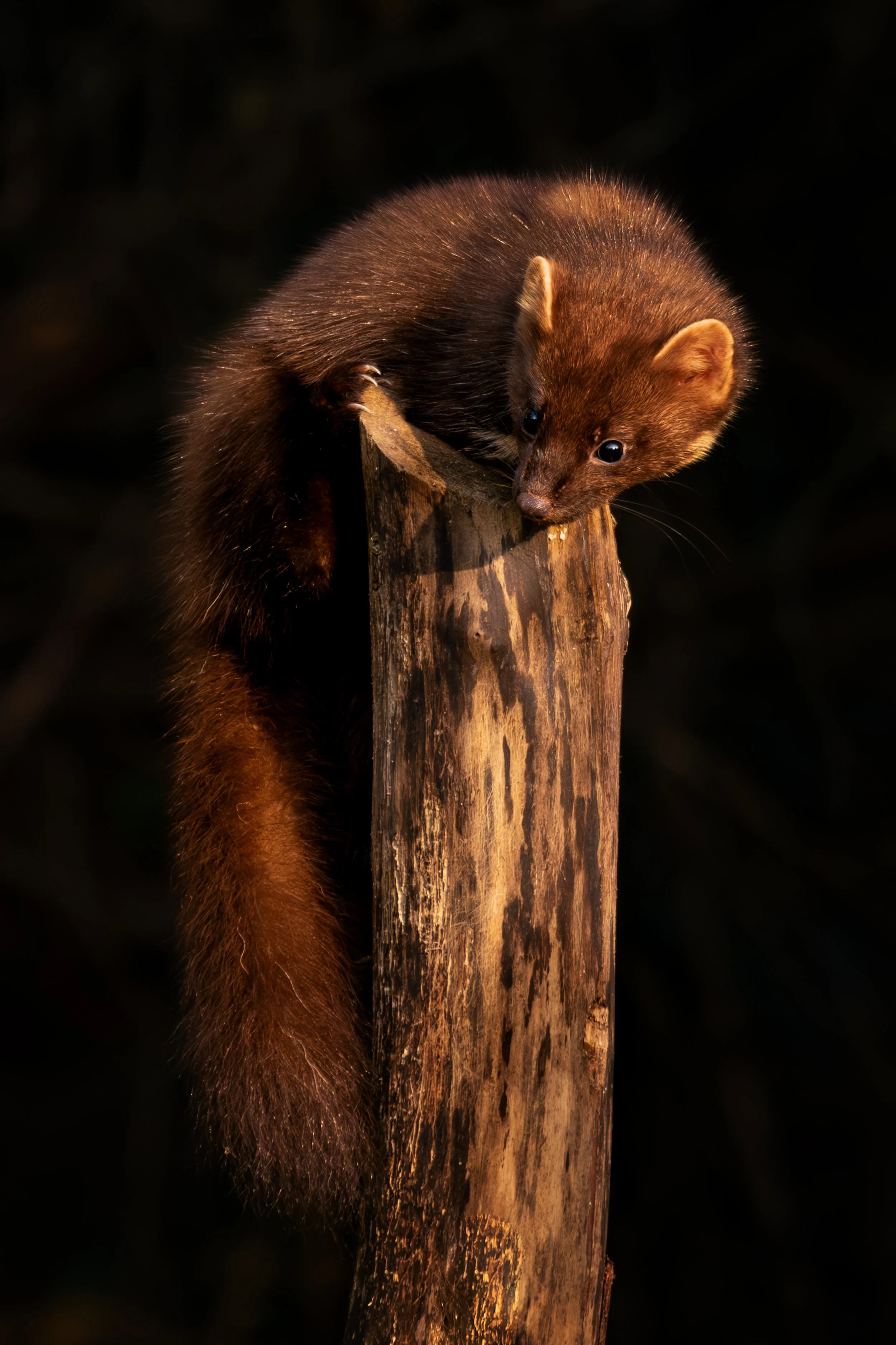 P109-Pine Marten-Fine Art-Adj.jpg