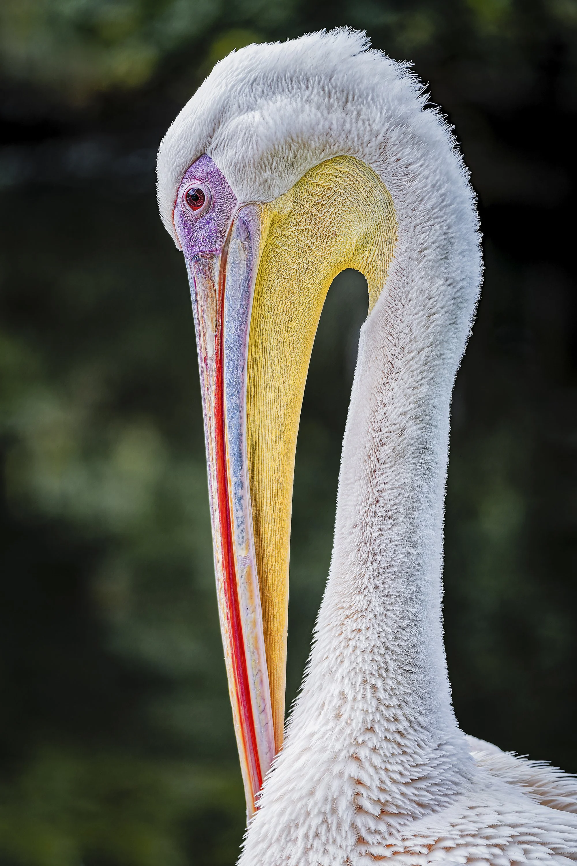 131. Pelican - Keith Wilkinson.jpg