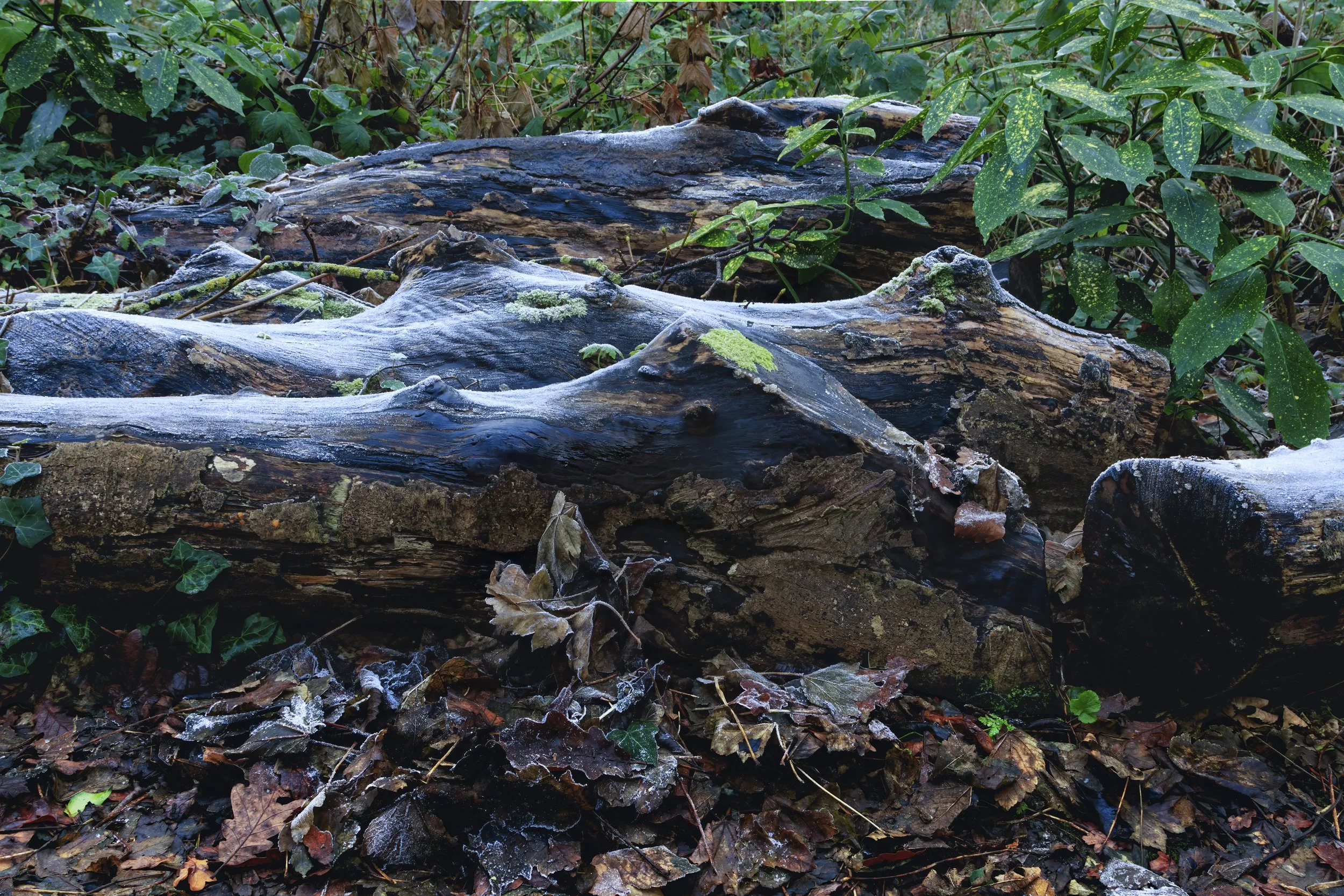 6. Forest Floor - John Halligan.JPG