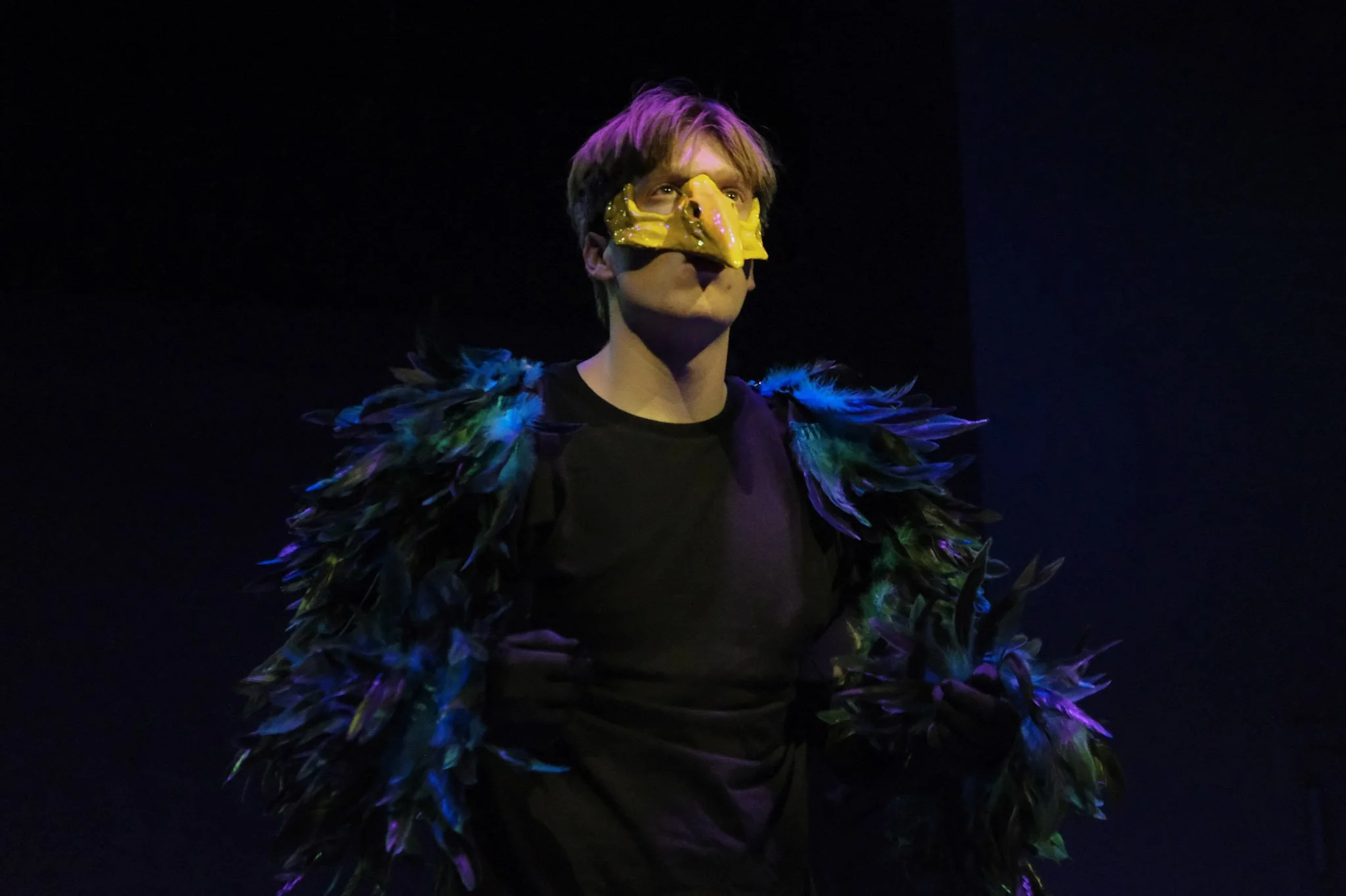Bird Brained / Feathers