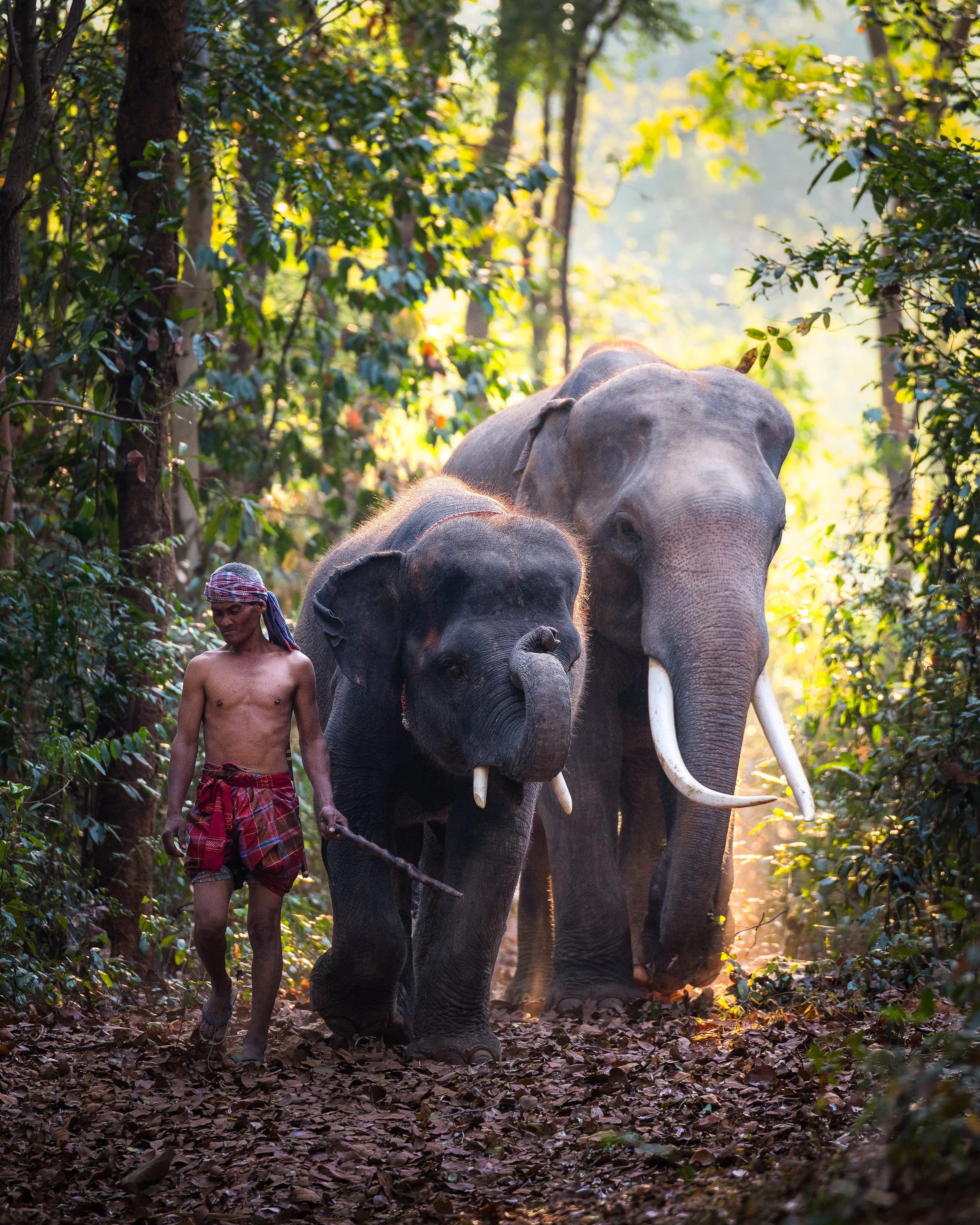 Surin-2.jpg