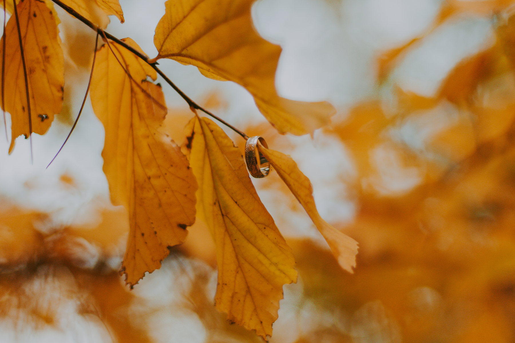 Yoga &amp; Ayurveda for All Seasons: Autumn