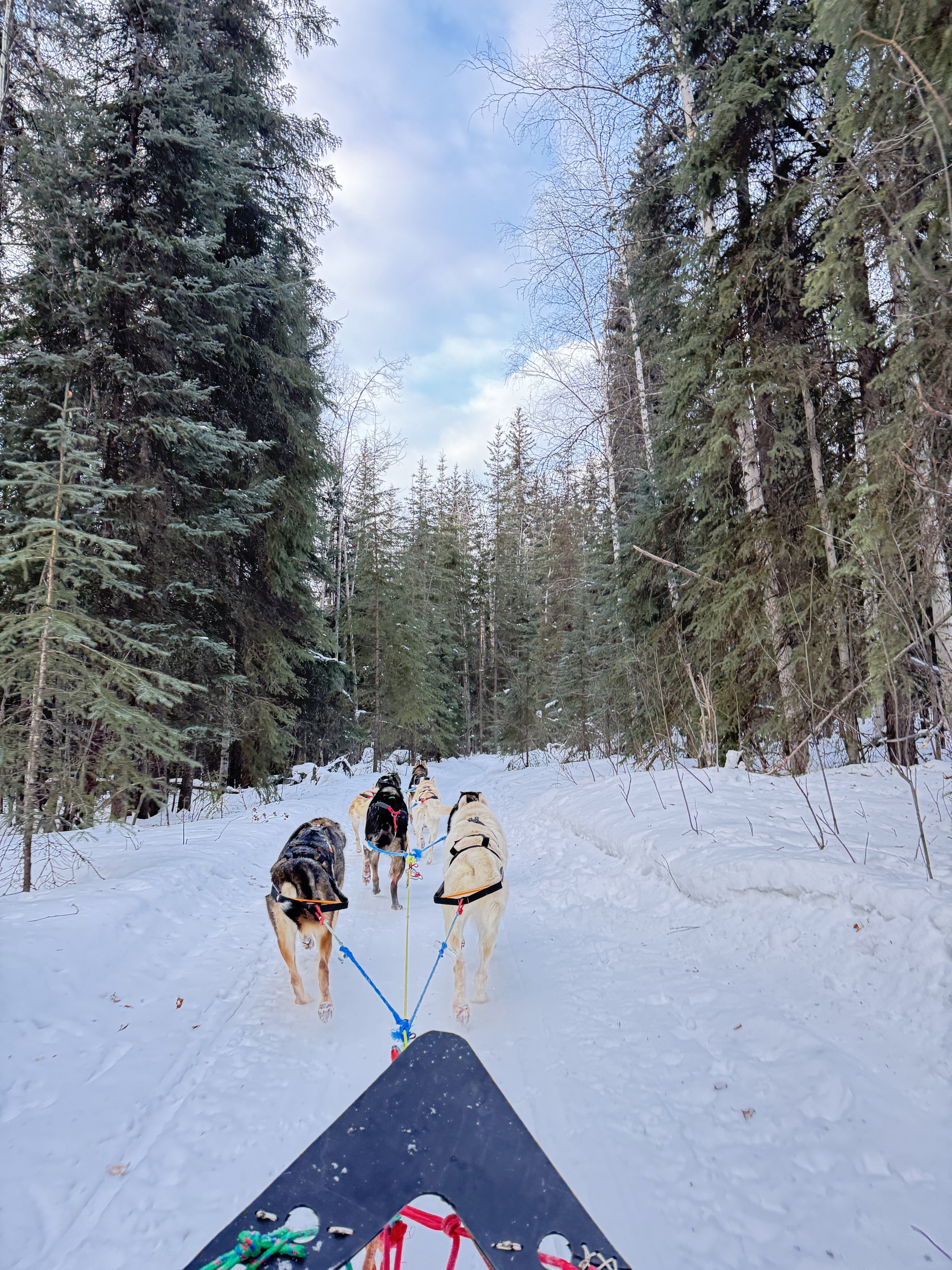 Alaska vacation featuring a sled dog team pulls through a snowy forest trail surrounded by pine trees, with a view from the sled and the dogs ahead.