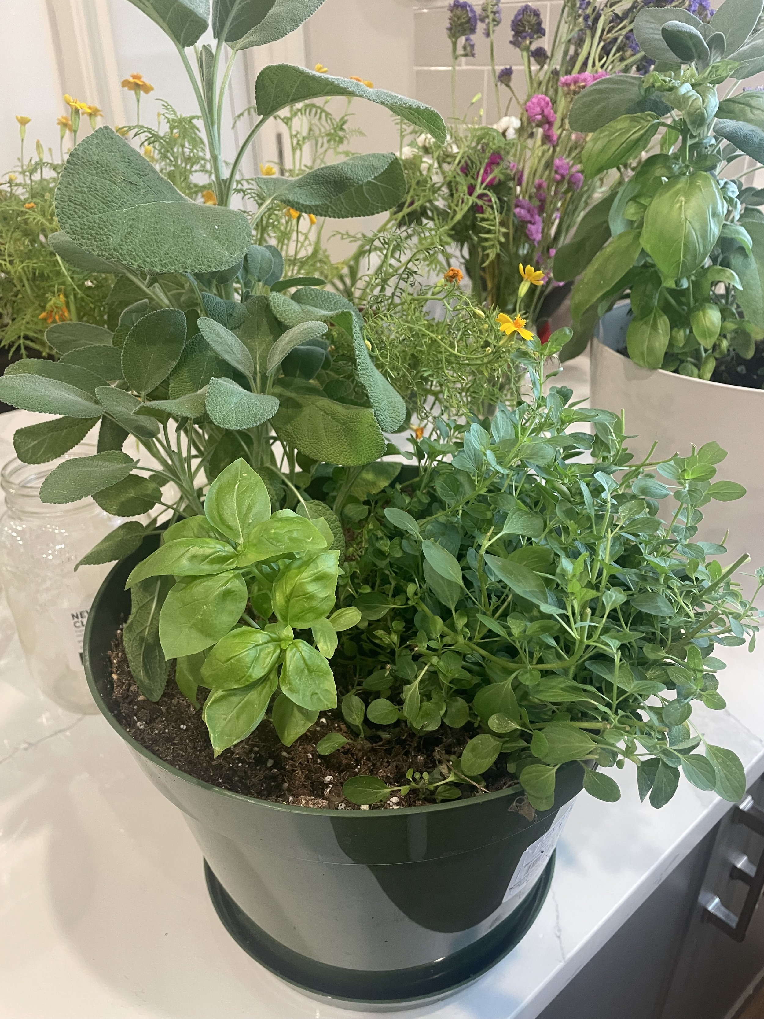Herb Pots