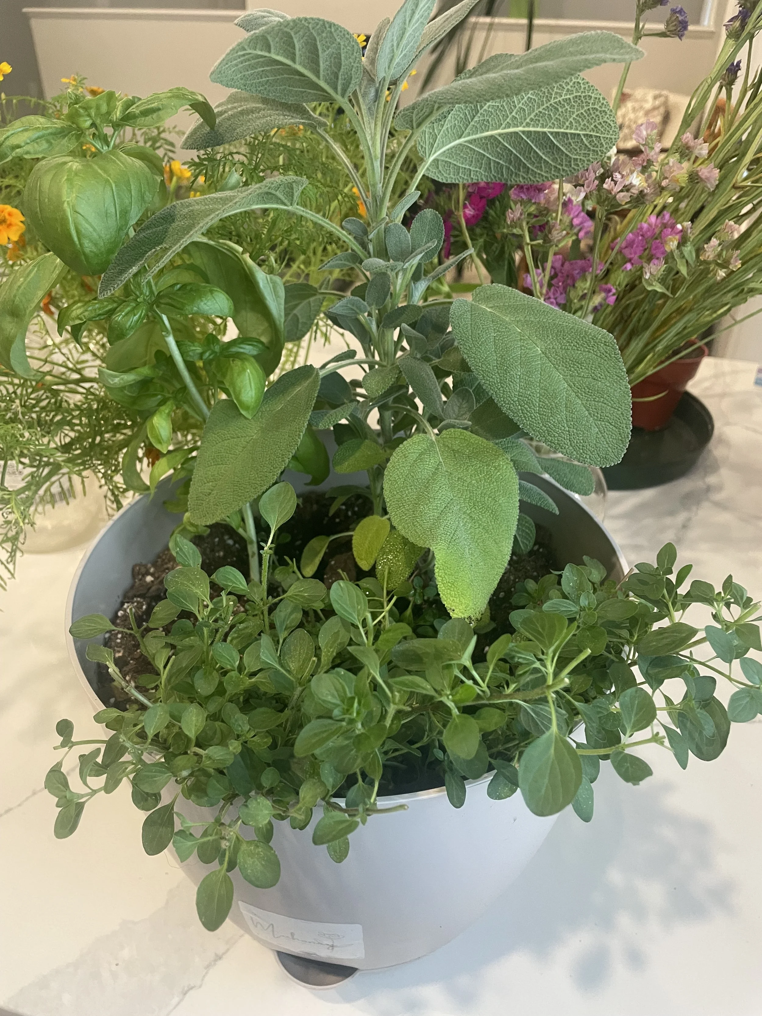 Herb Pot.jpeg