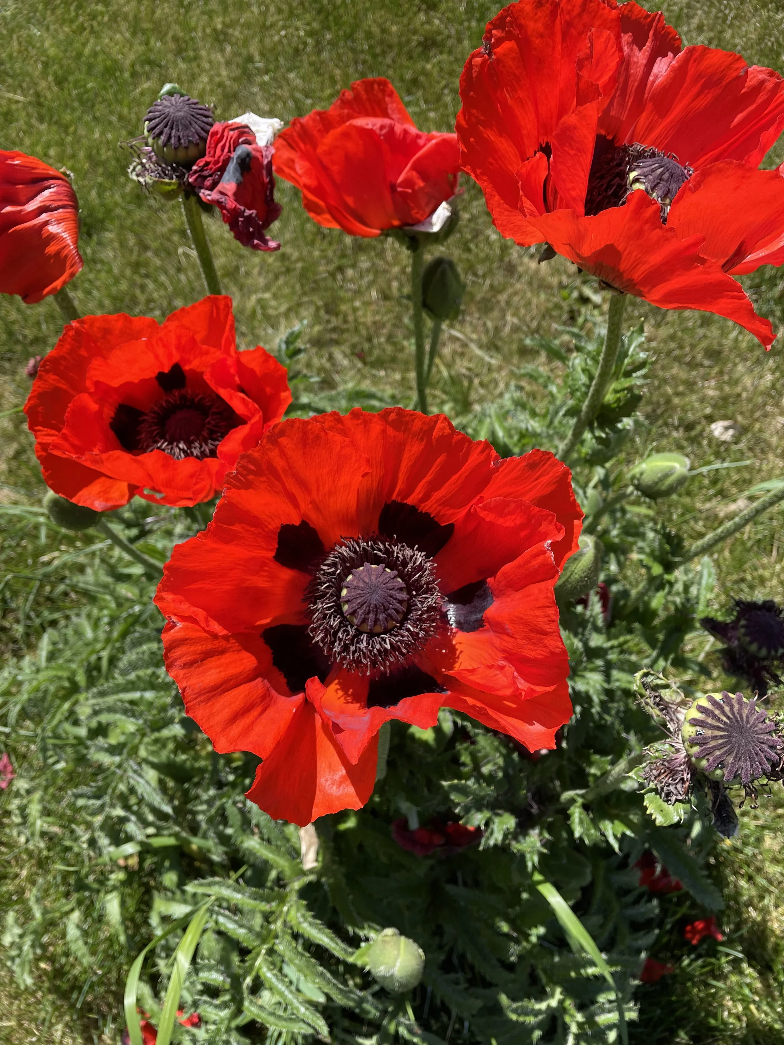 Orchards Farmers’ Market