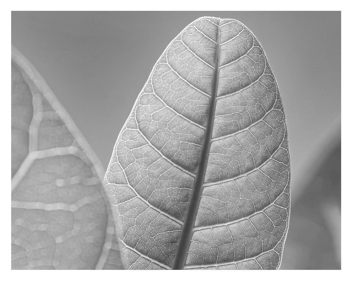 garden-textures-h.jpg