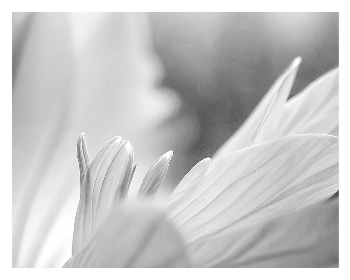 garden-textures-f.jpg