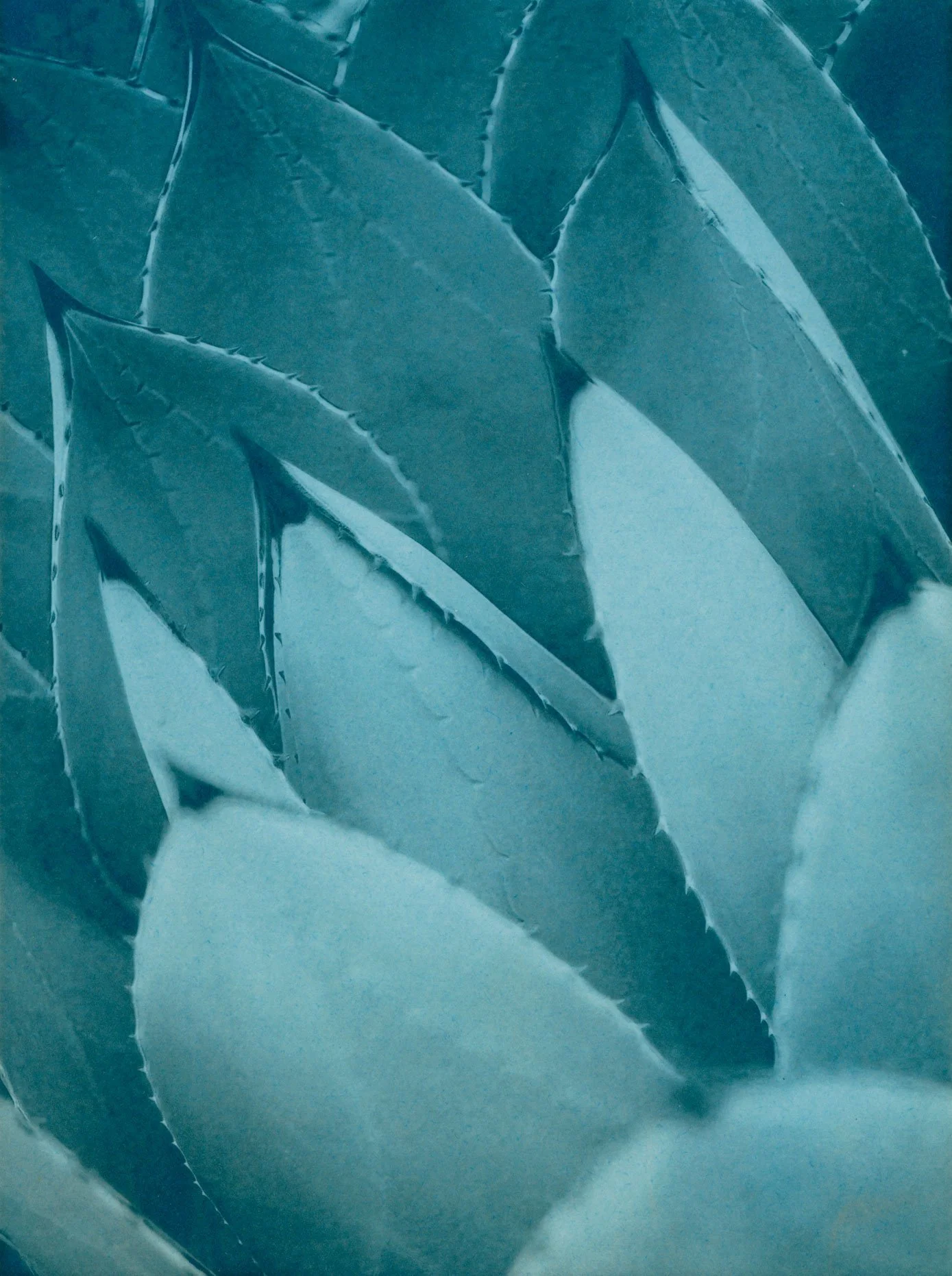 blue-agave.jpg