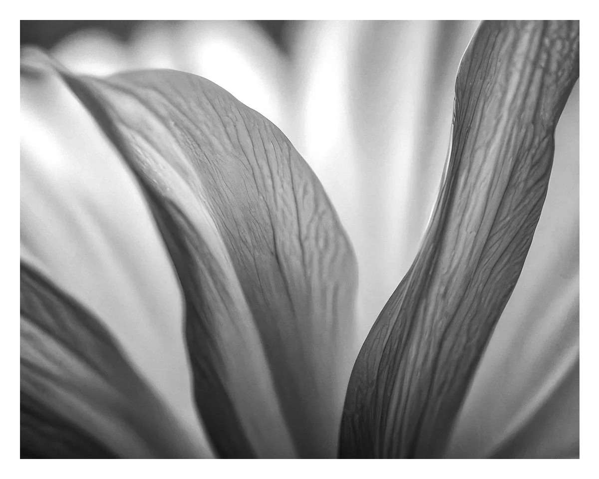 Garden Textures