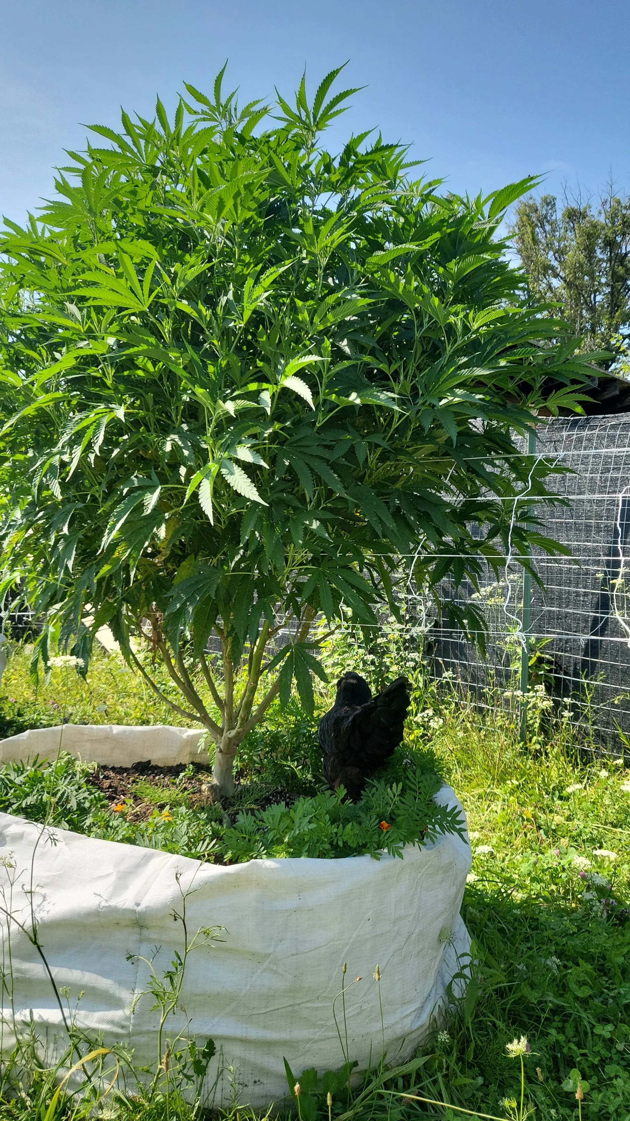 Vail Family Farm-Bennington-Vermont-Cannabis-Weed-Farm-15.jpg